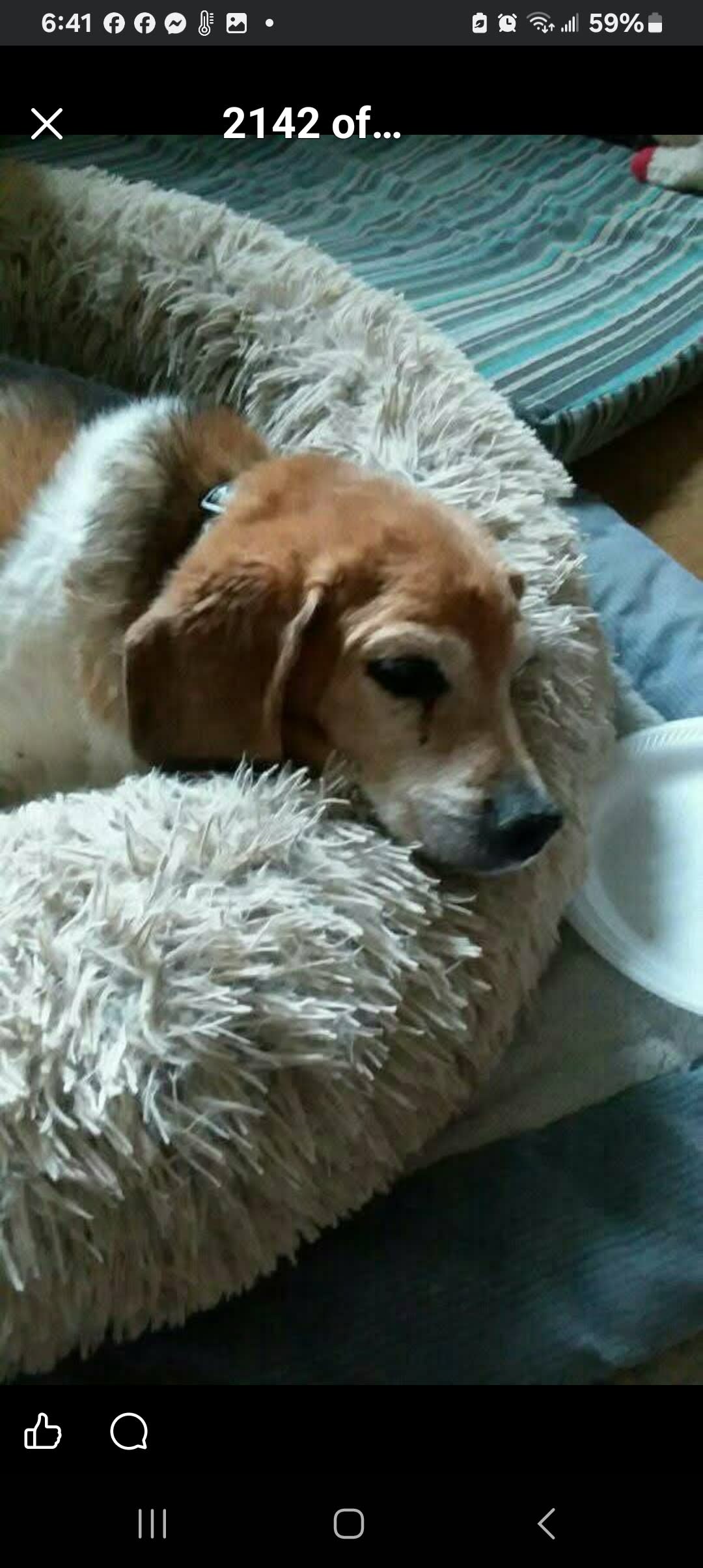 DAISY