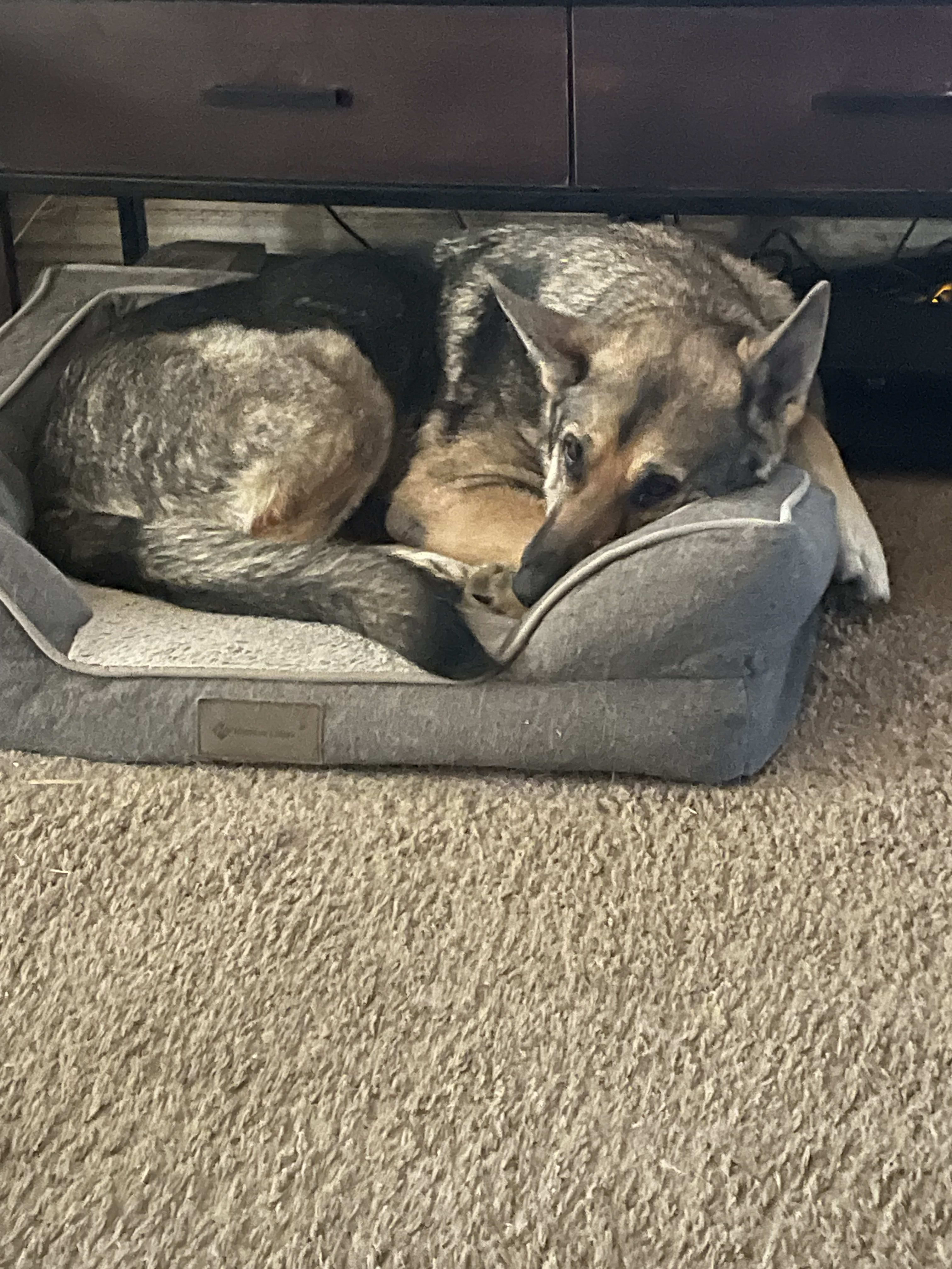 Josie