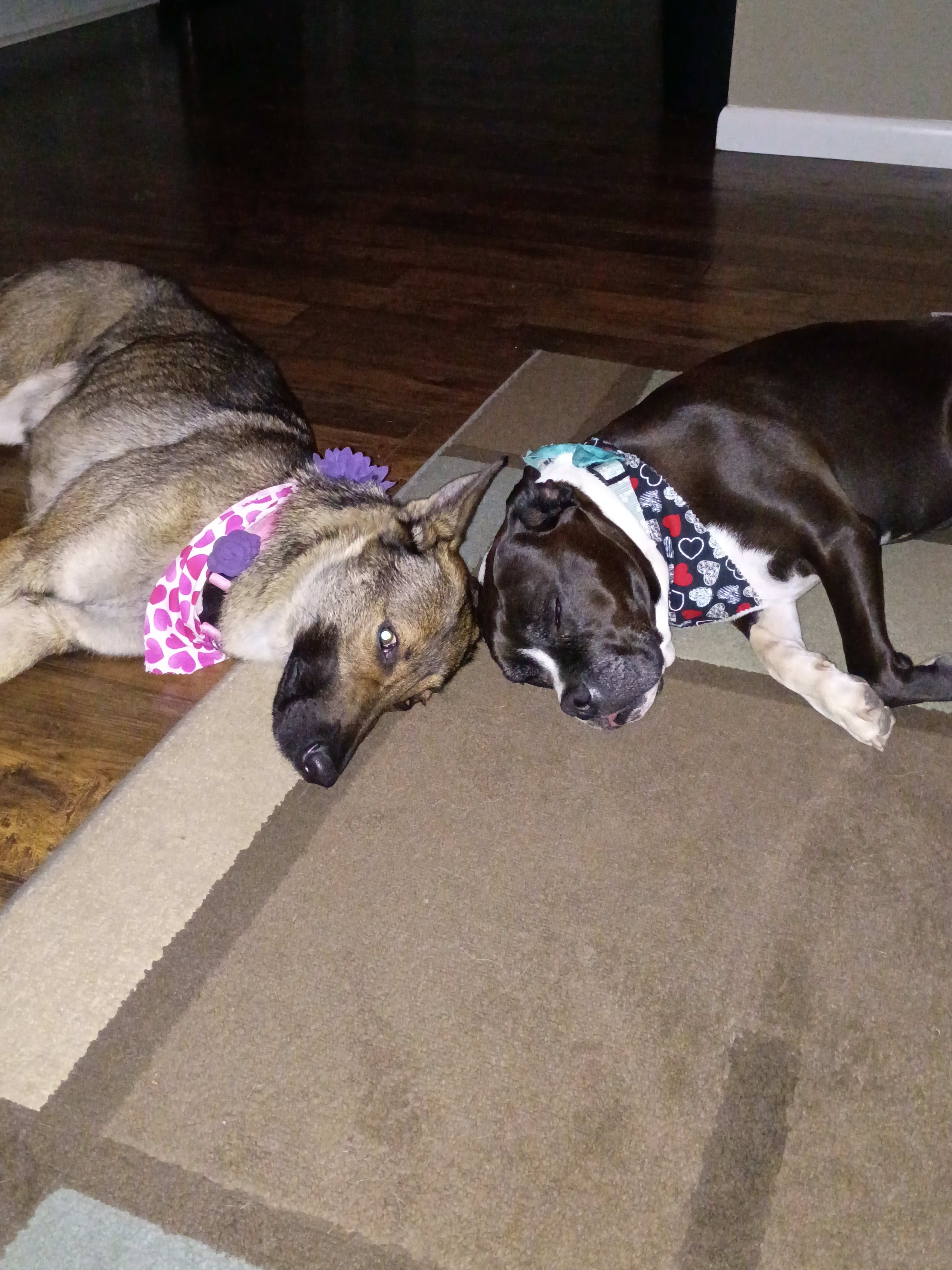 Bear and mama dog