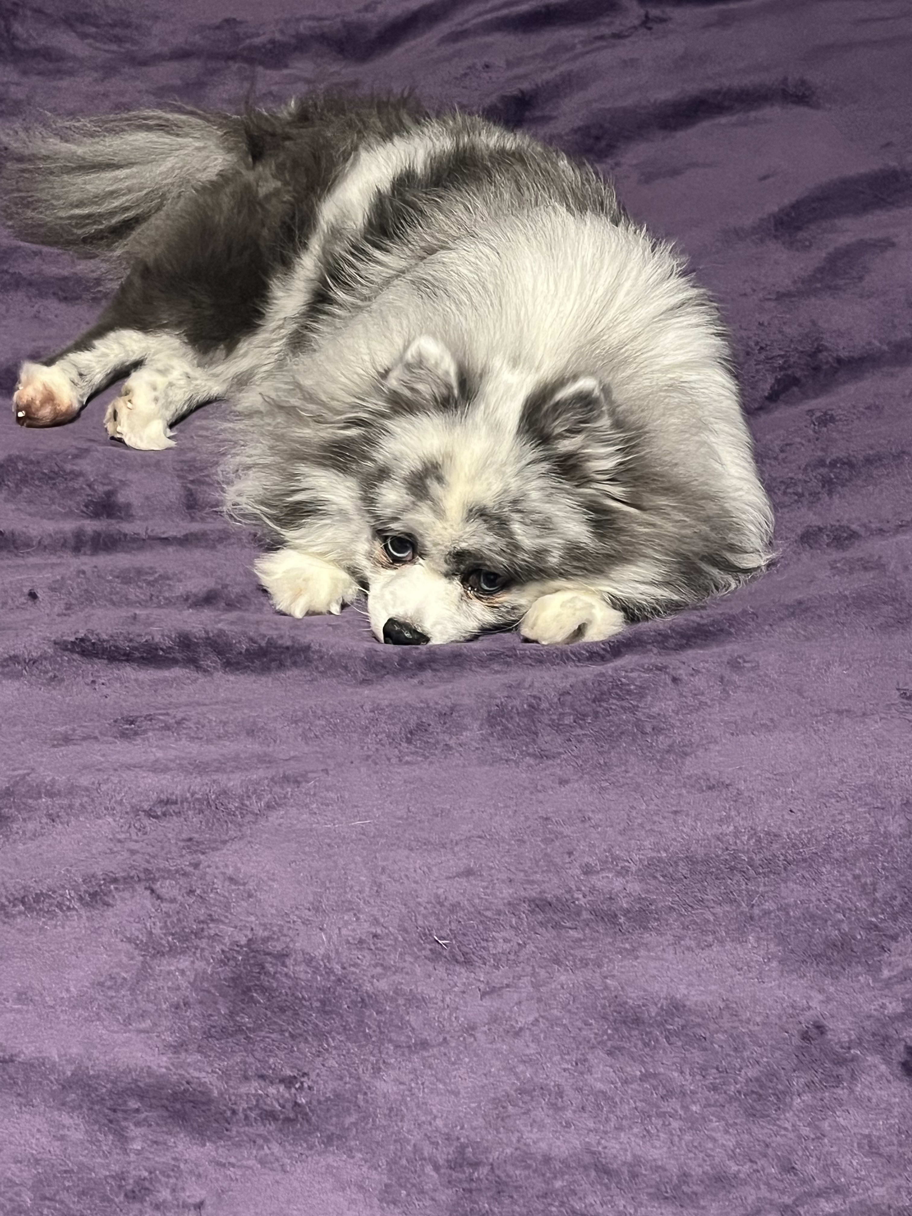 Roxie