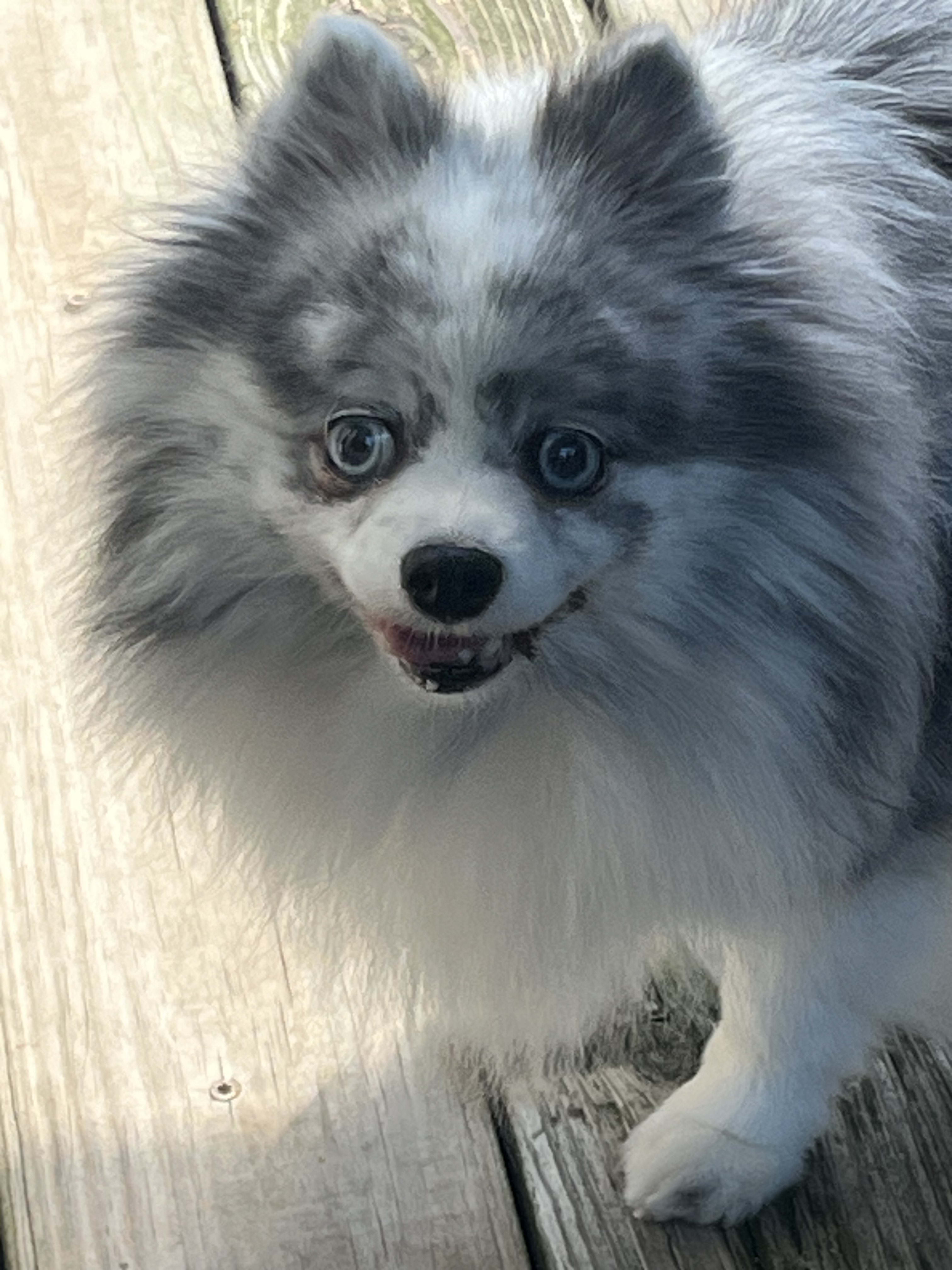 Roxie