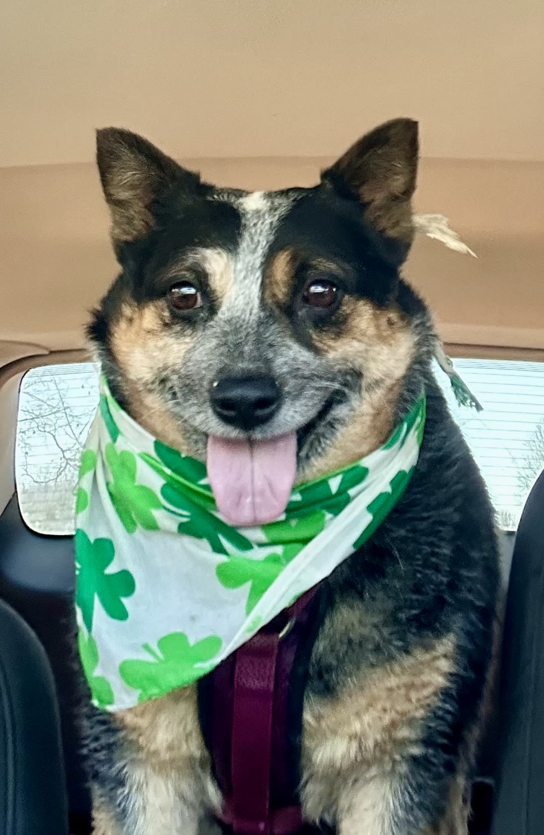 Bindi Sui