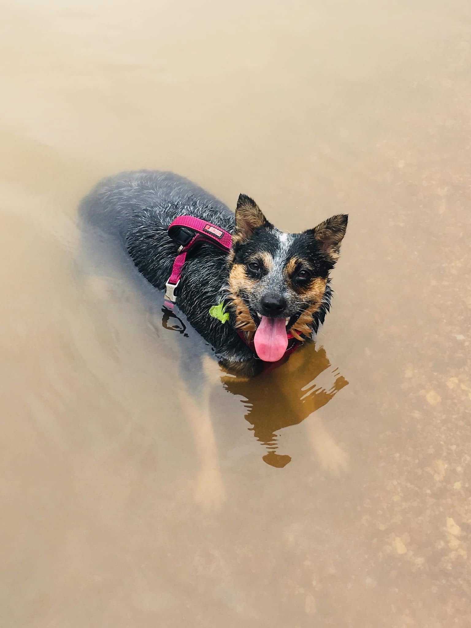 Bindi Sui