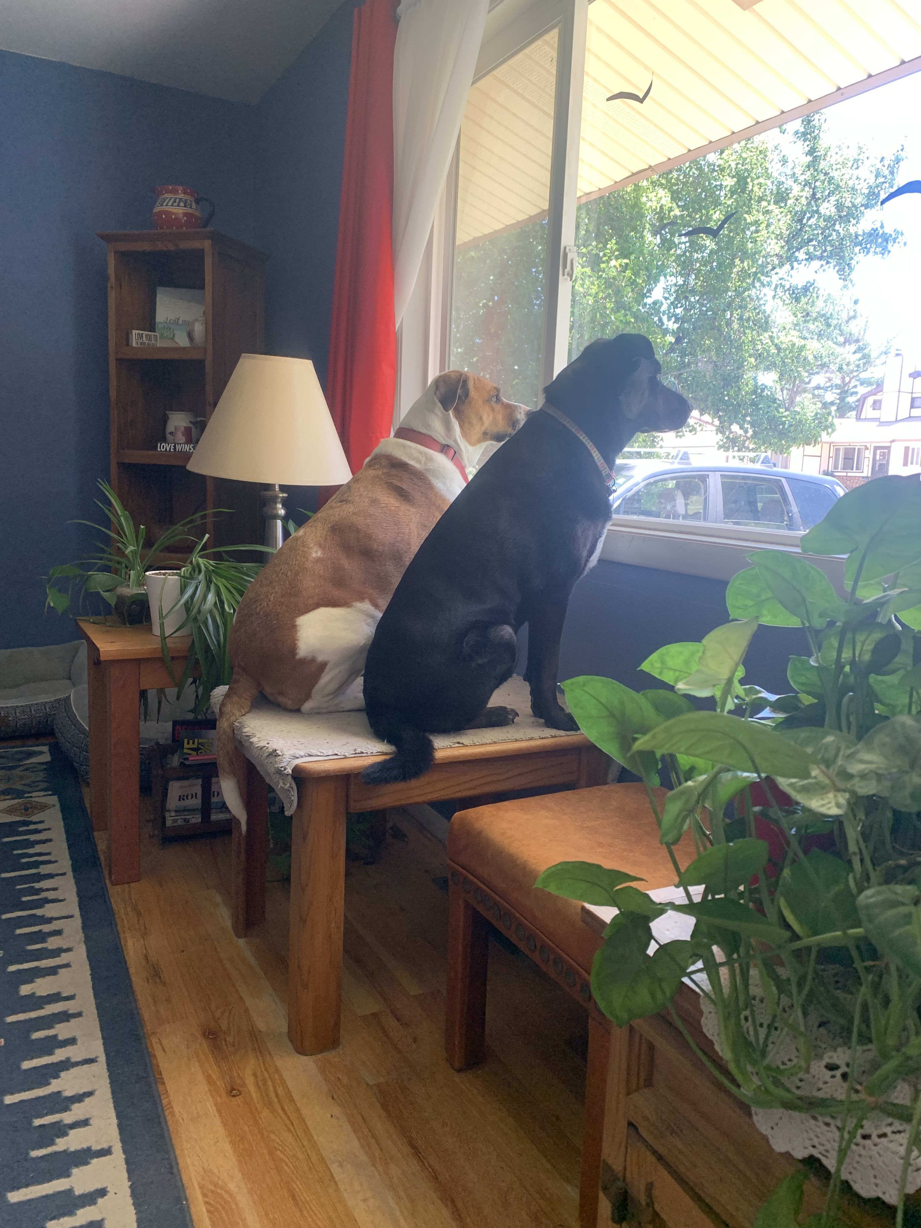 Penny and Daisy