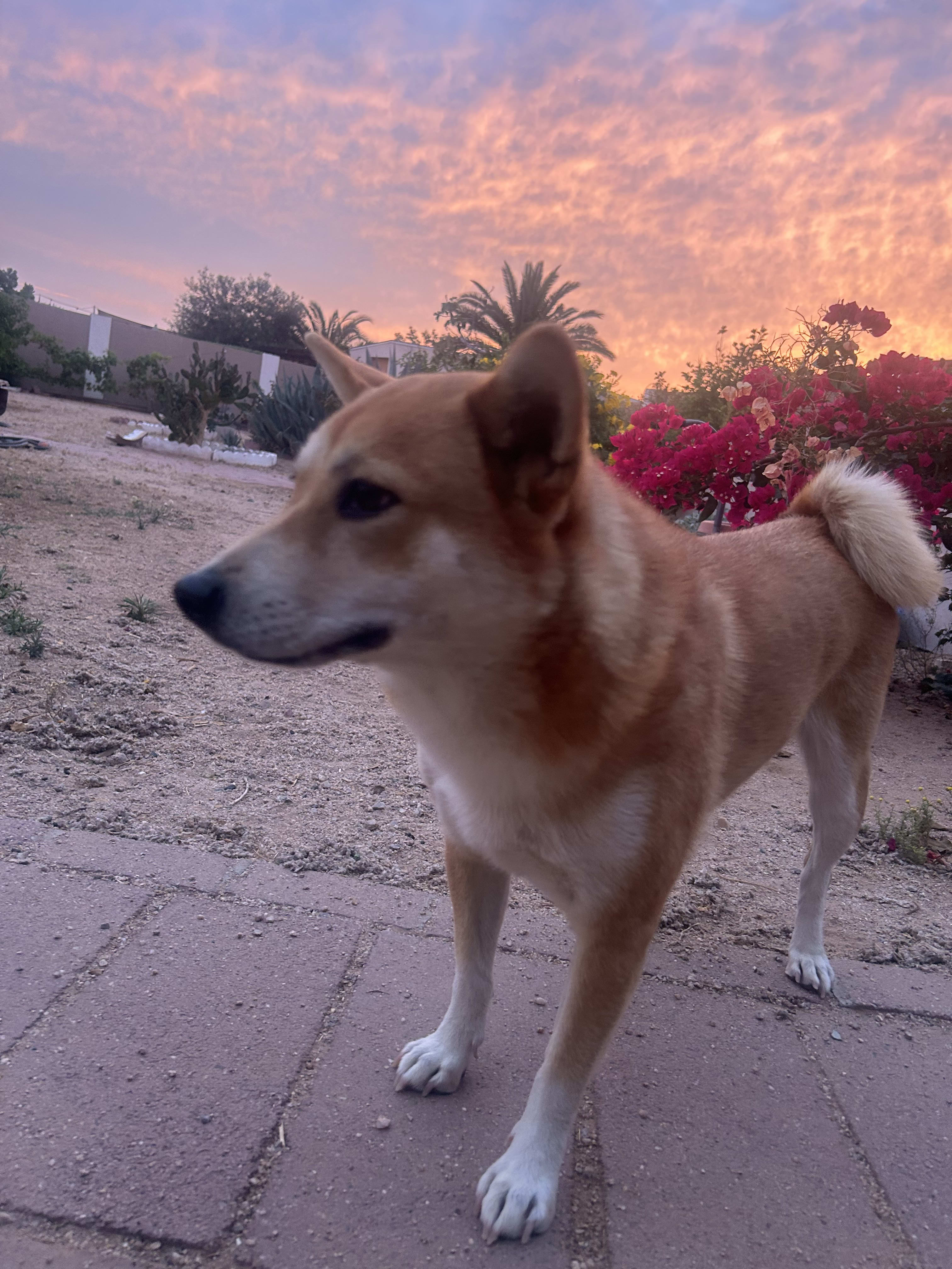 Sheba