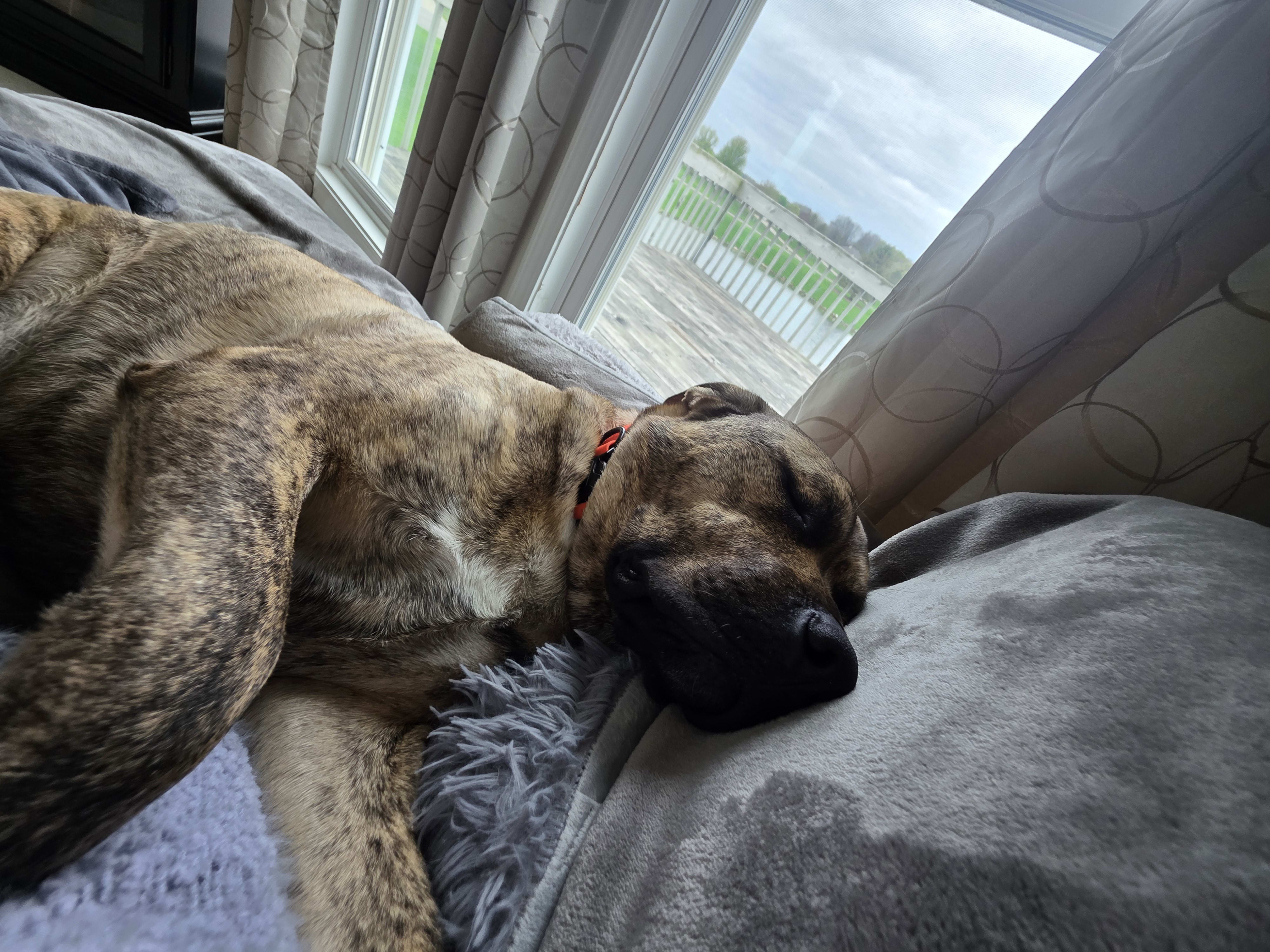 Taz