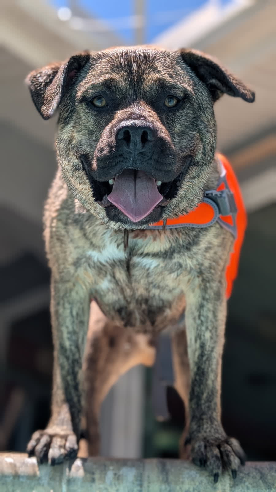 Taz