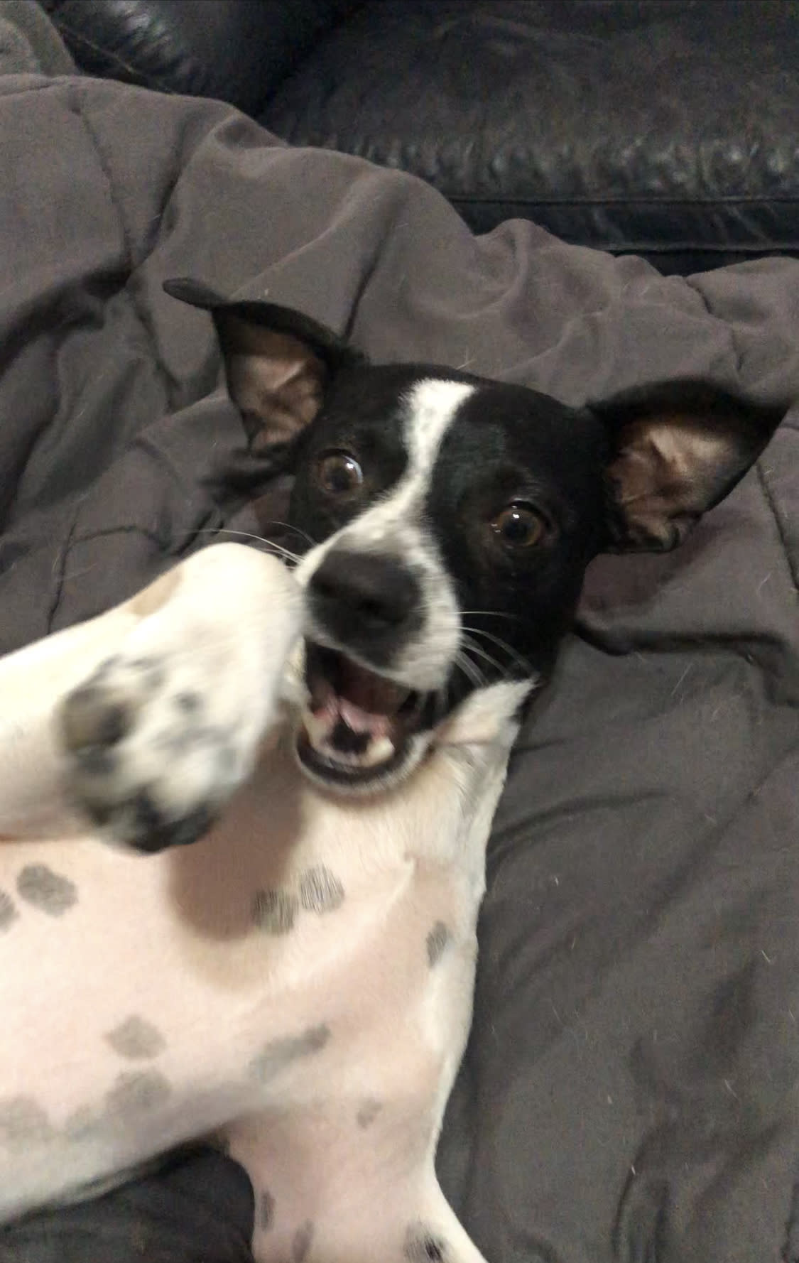 Oreo Oreo