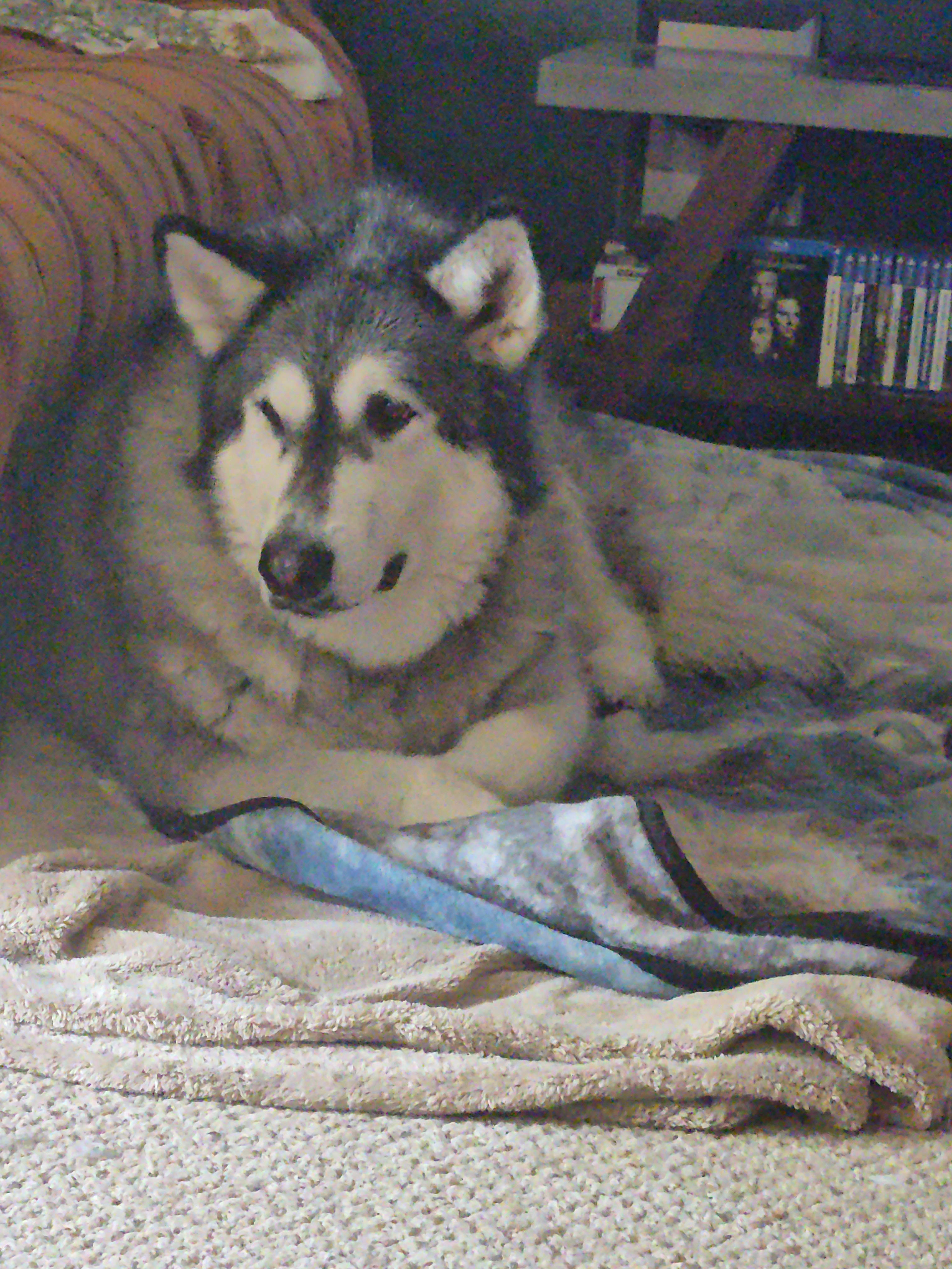 Nala