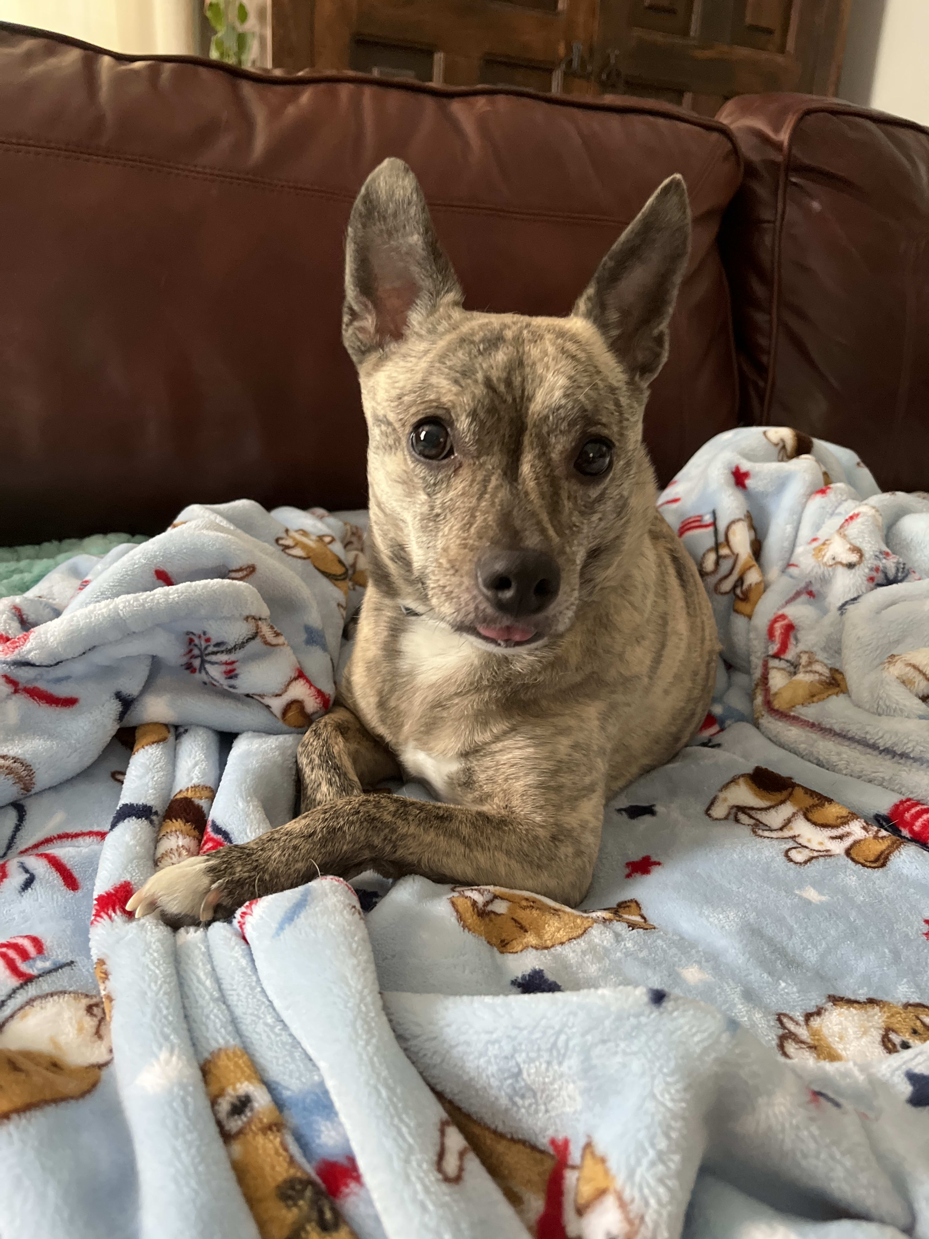 Stella