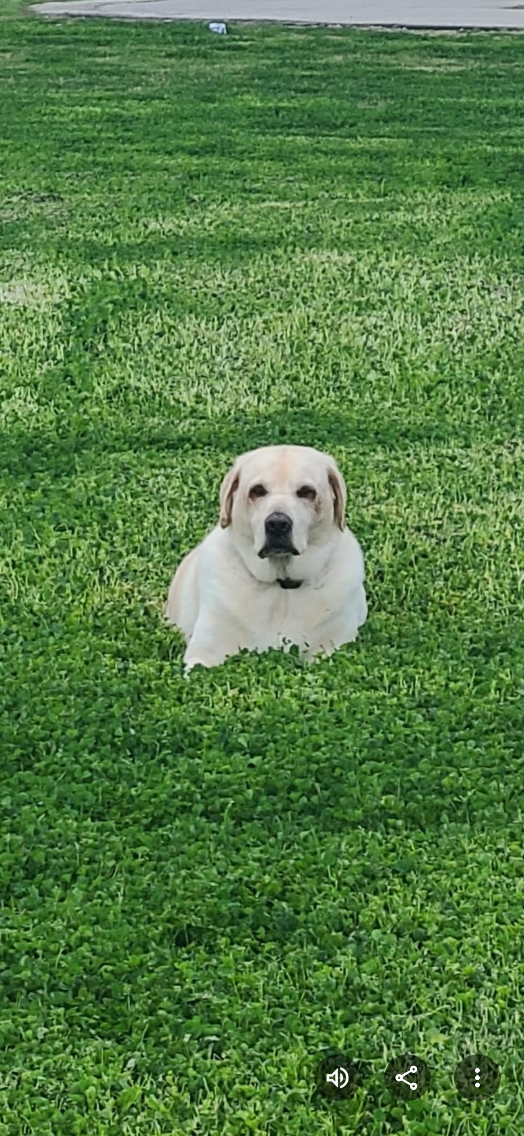 Bella