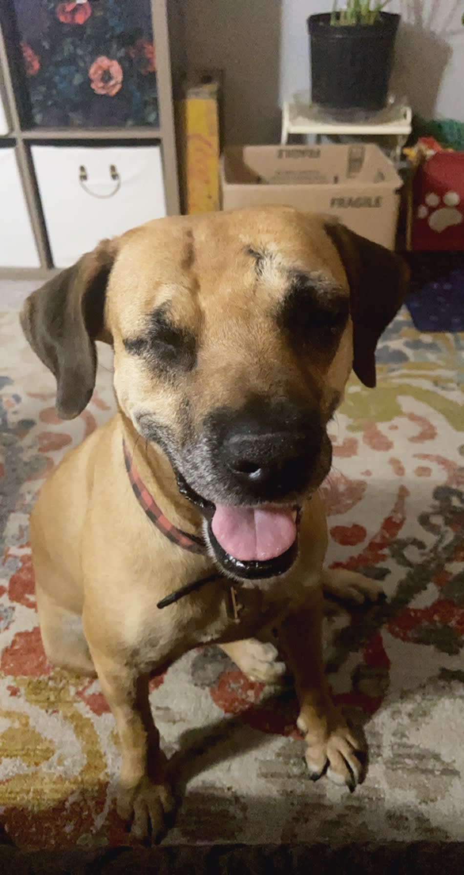Dakota Dakota
