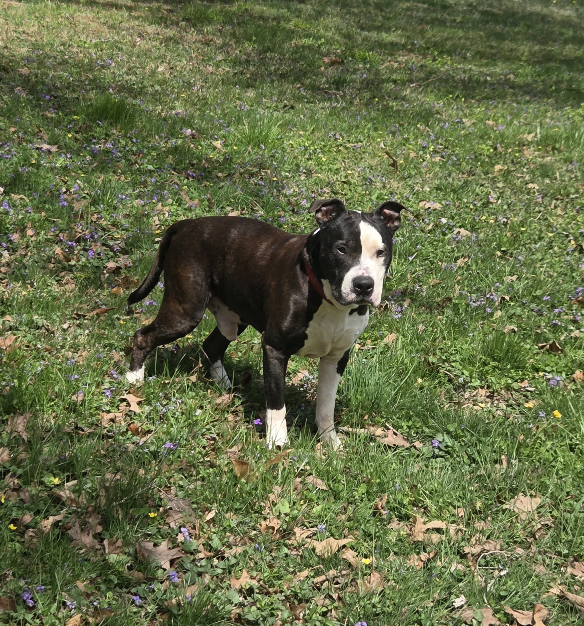 Zuzu