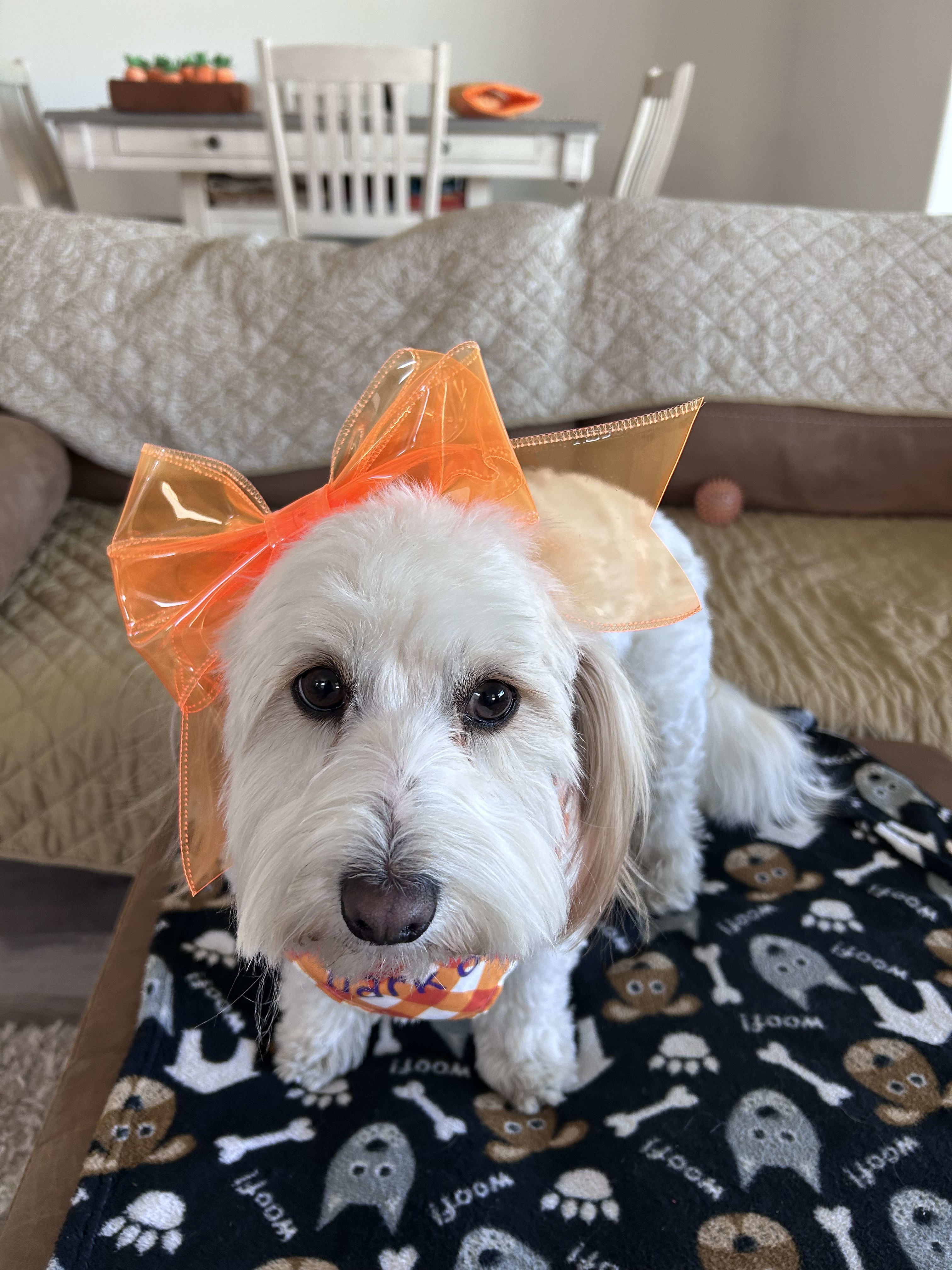 Maggie Moo