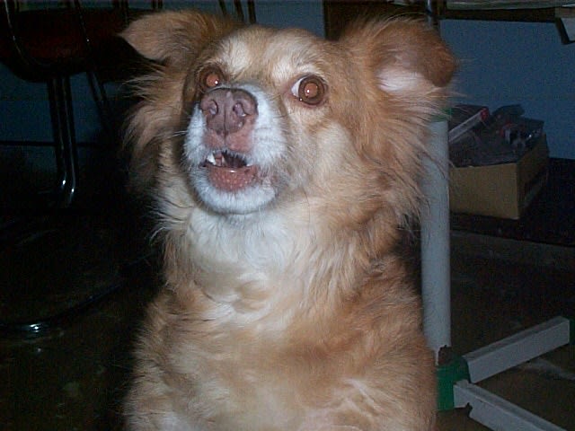 Lily