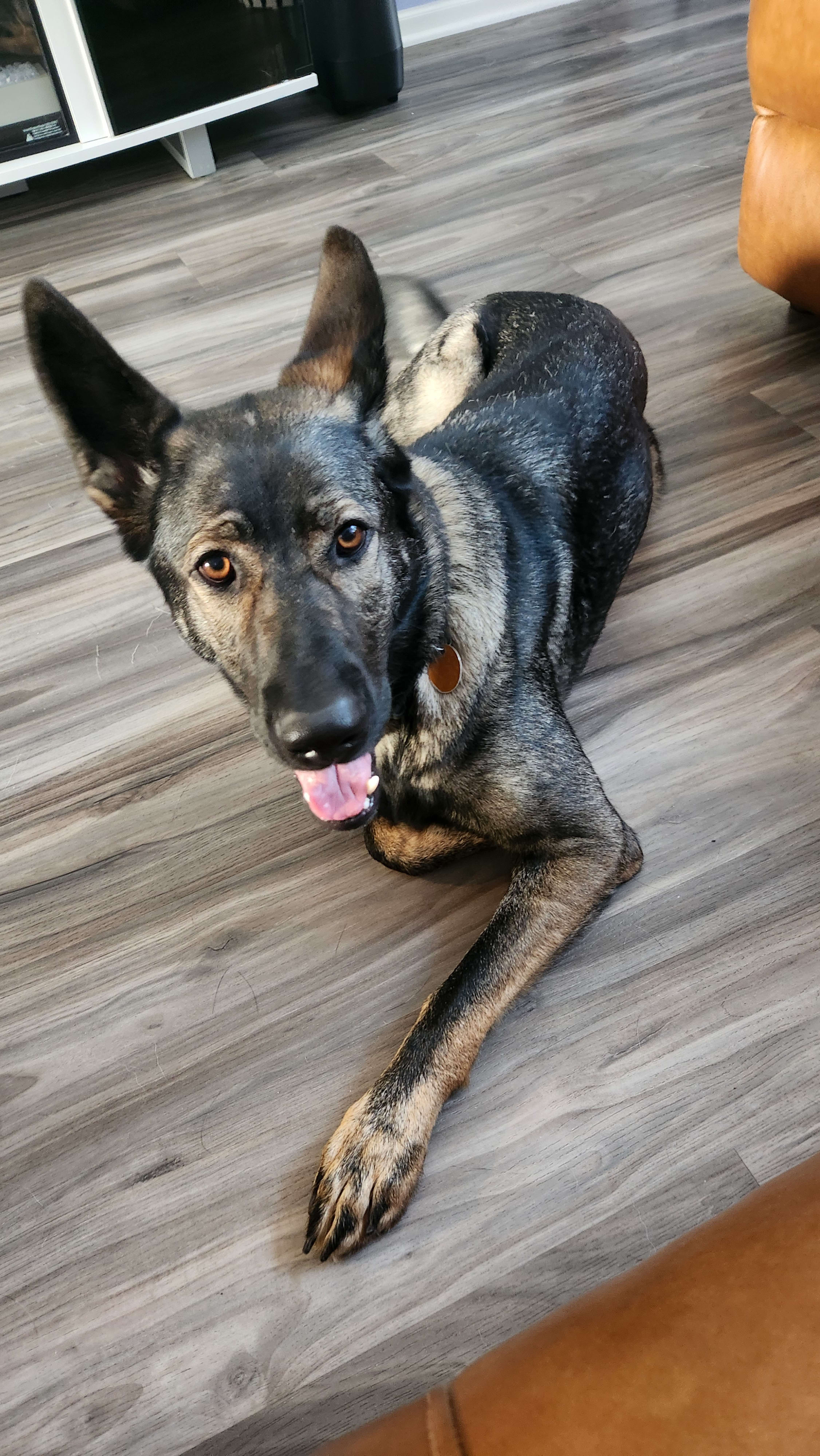 Stella