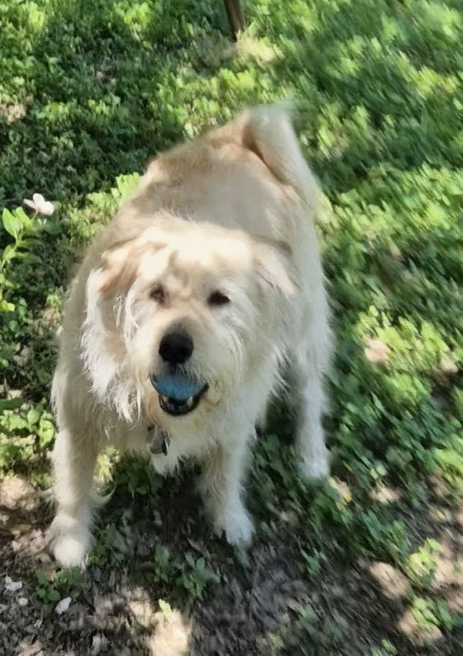 Koko Koko