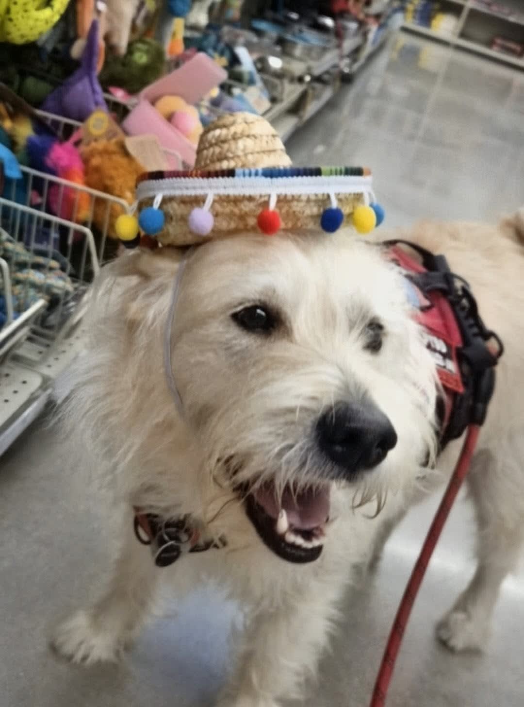 Koko Koko