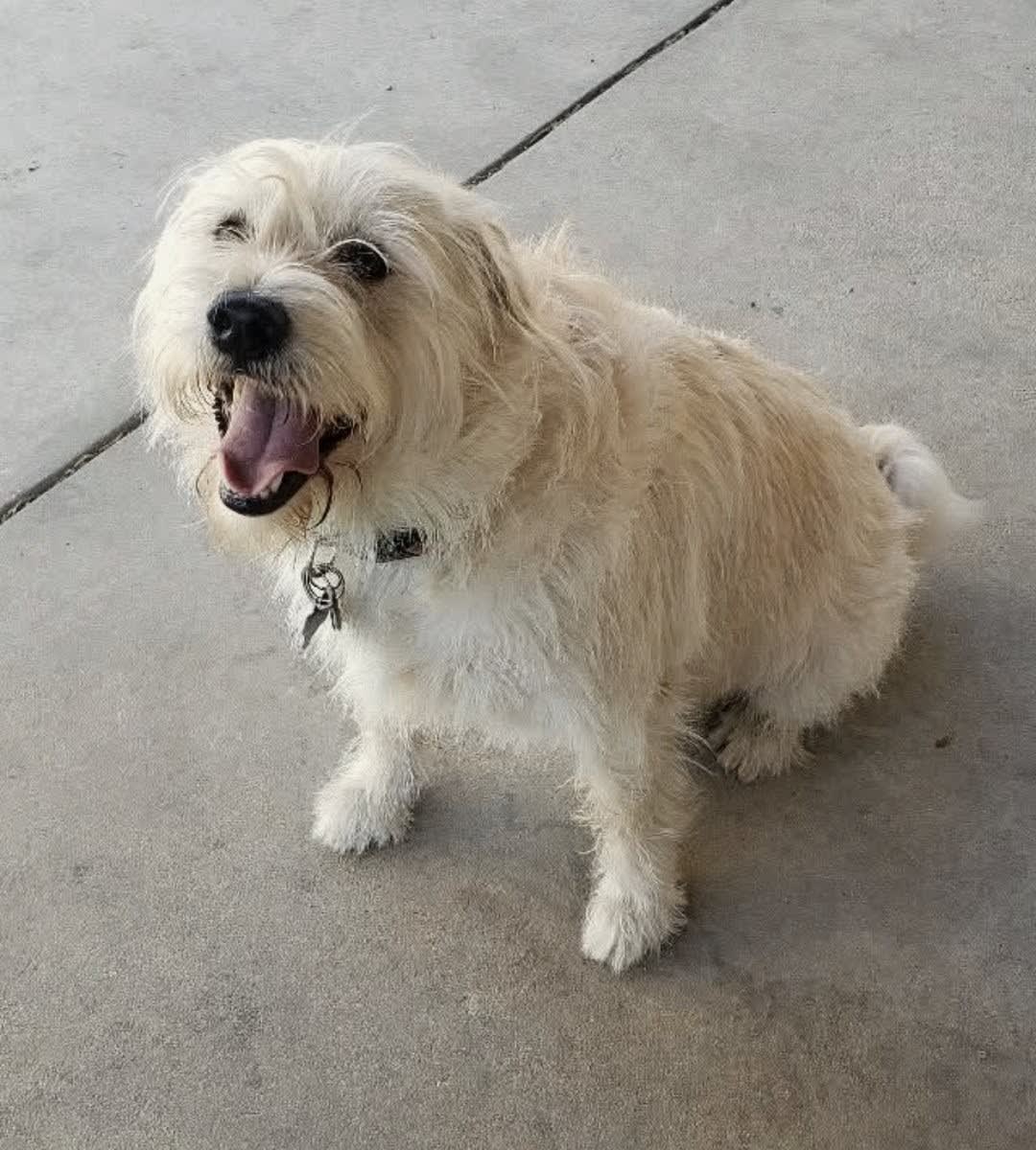 Koko Koko