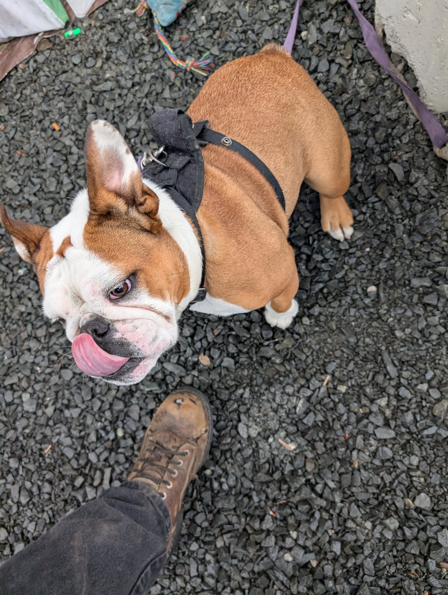 Brutus Brutus
