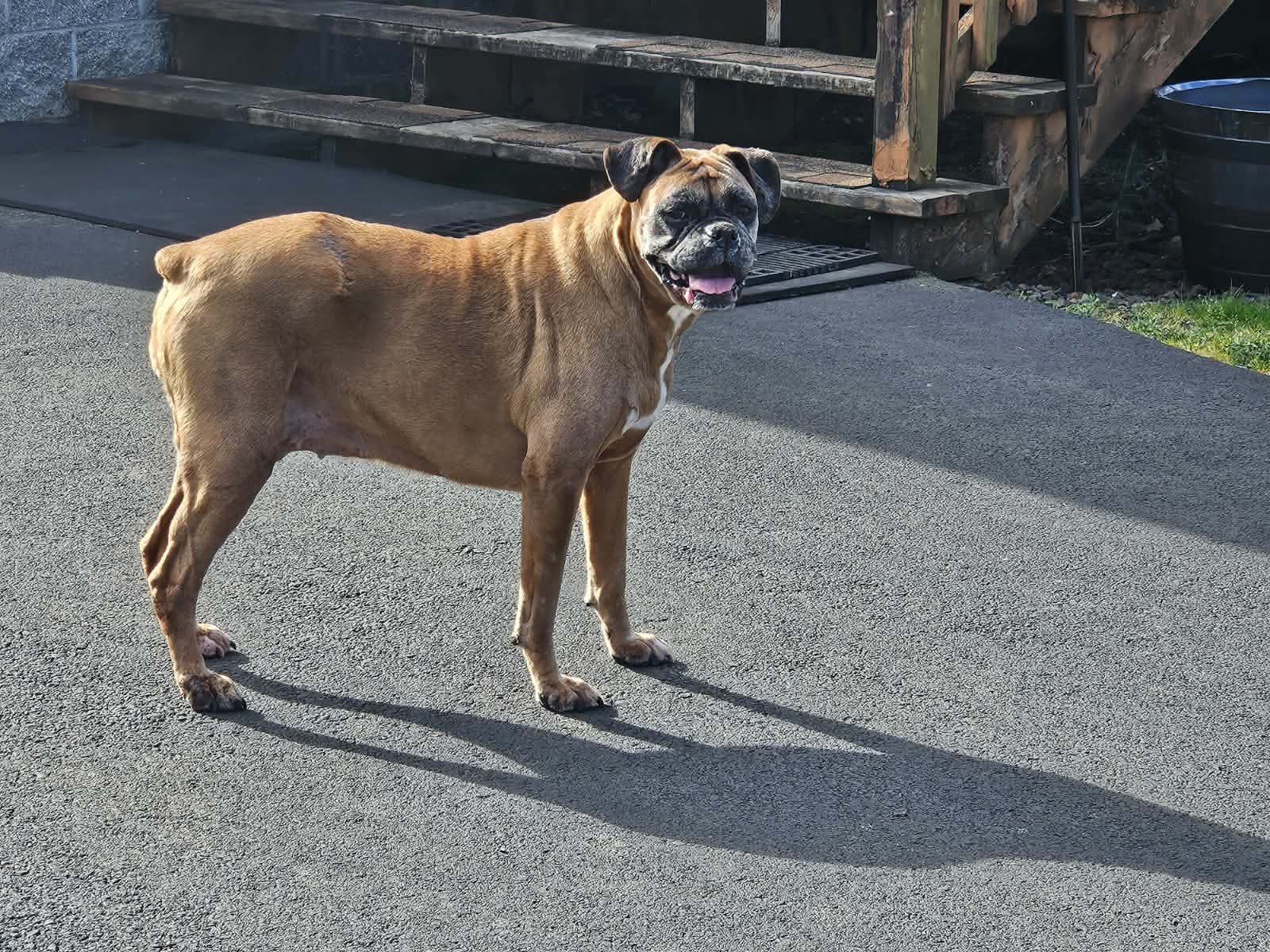 Brutus Brutus