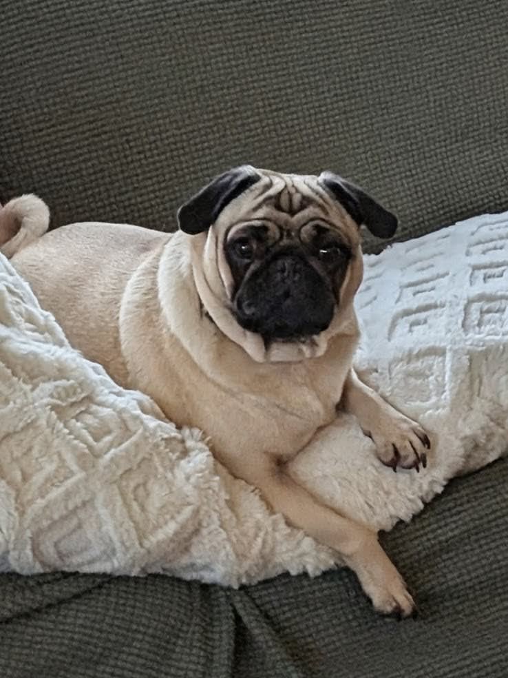 Brutus Brutus