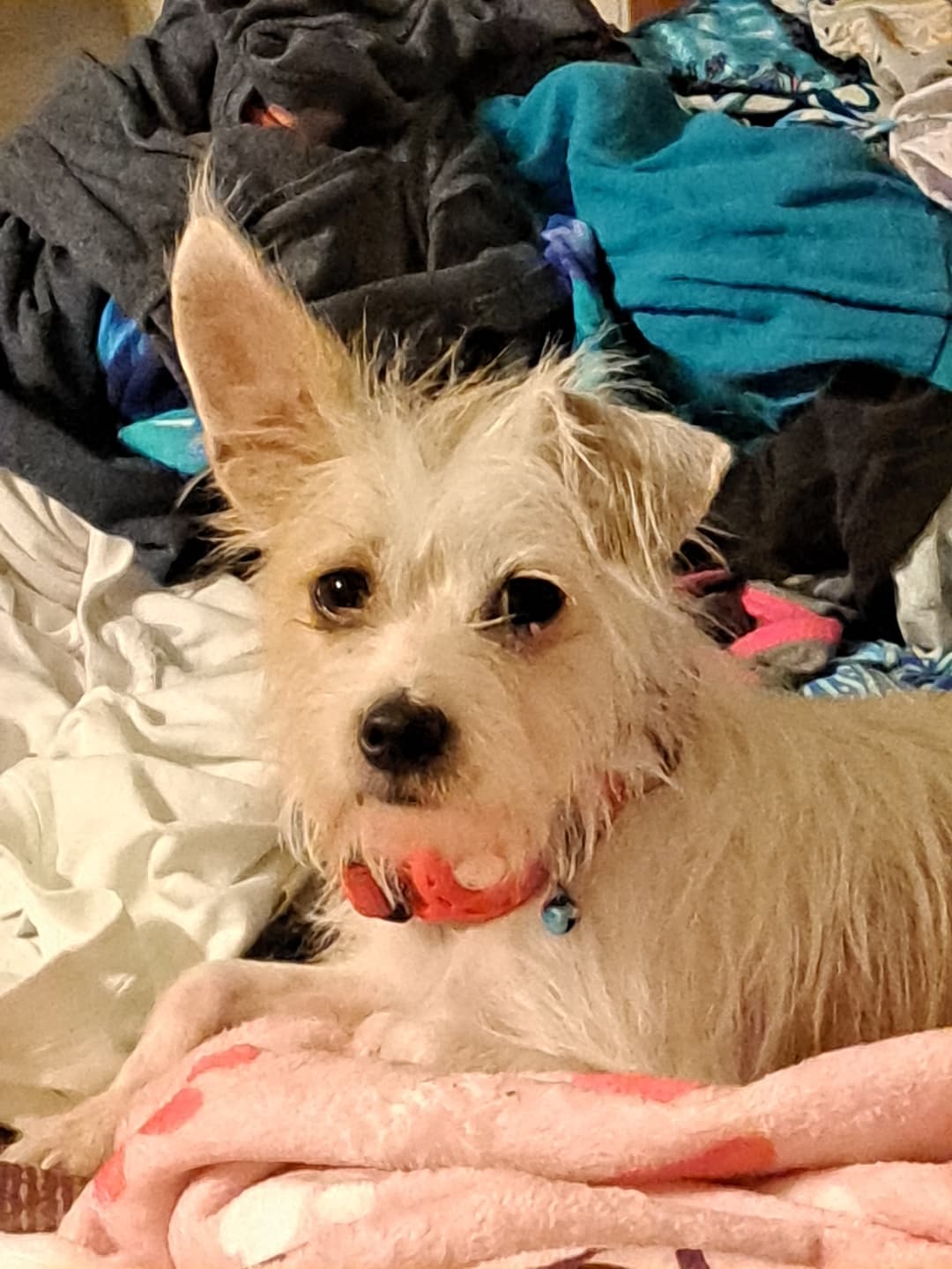 Maggie Mae Maggie Mae