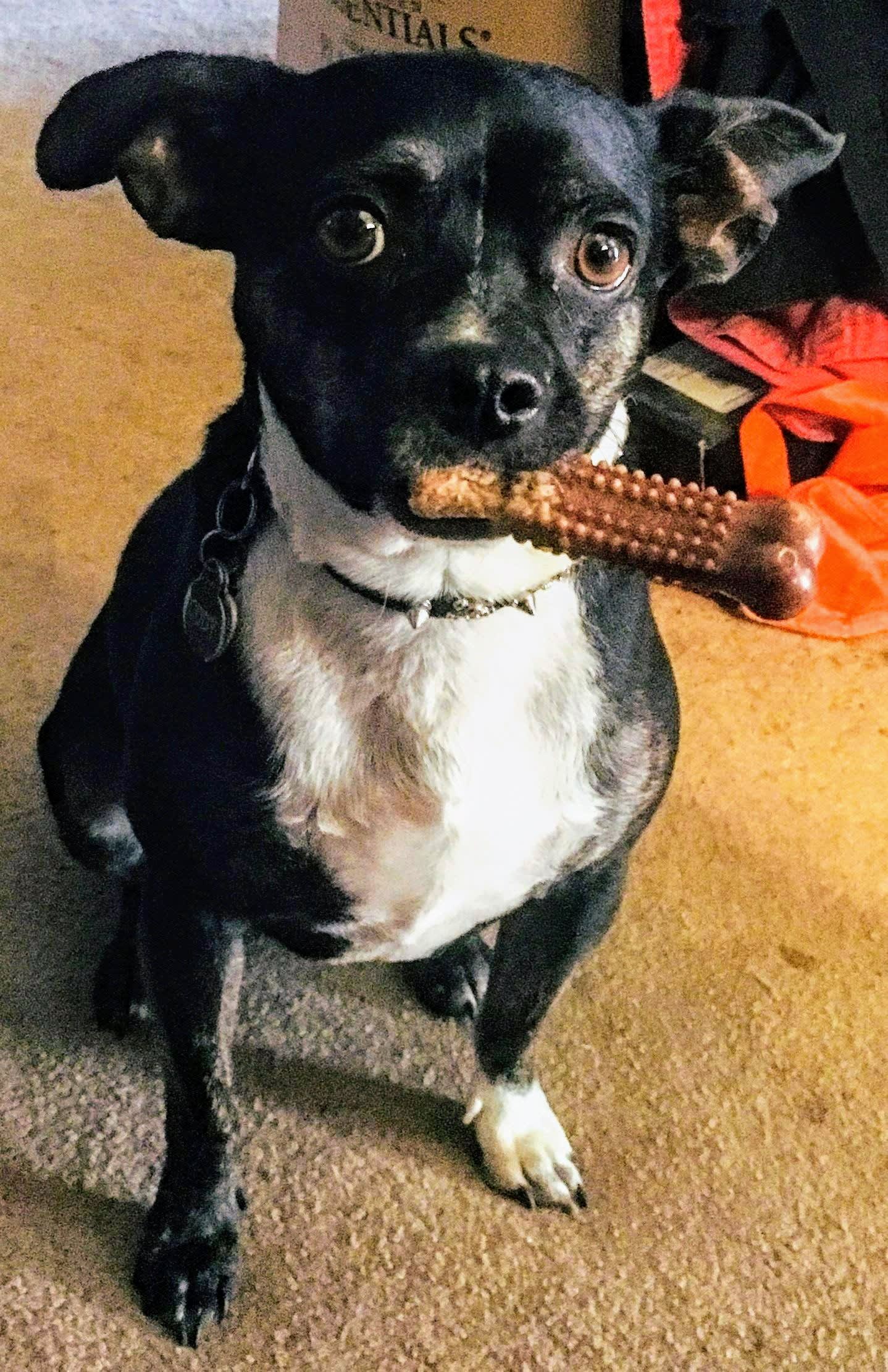 Cody Boy