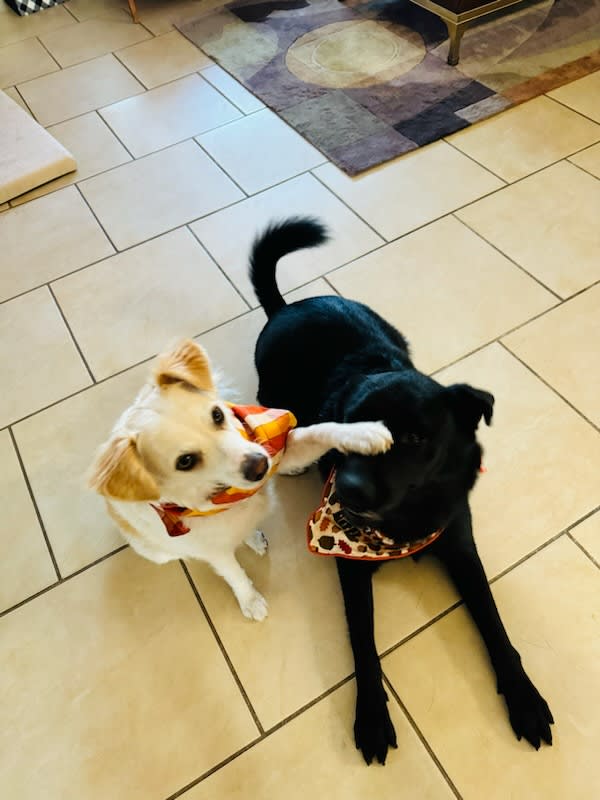 These are Luna and Anubis These are Luna and Anubis