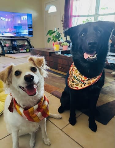 These are Luna and Anubis These are Luna and Anubis
