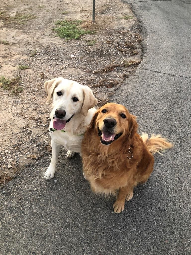 Hank -n- Dante