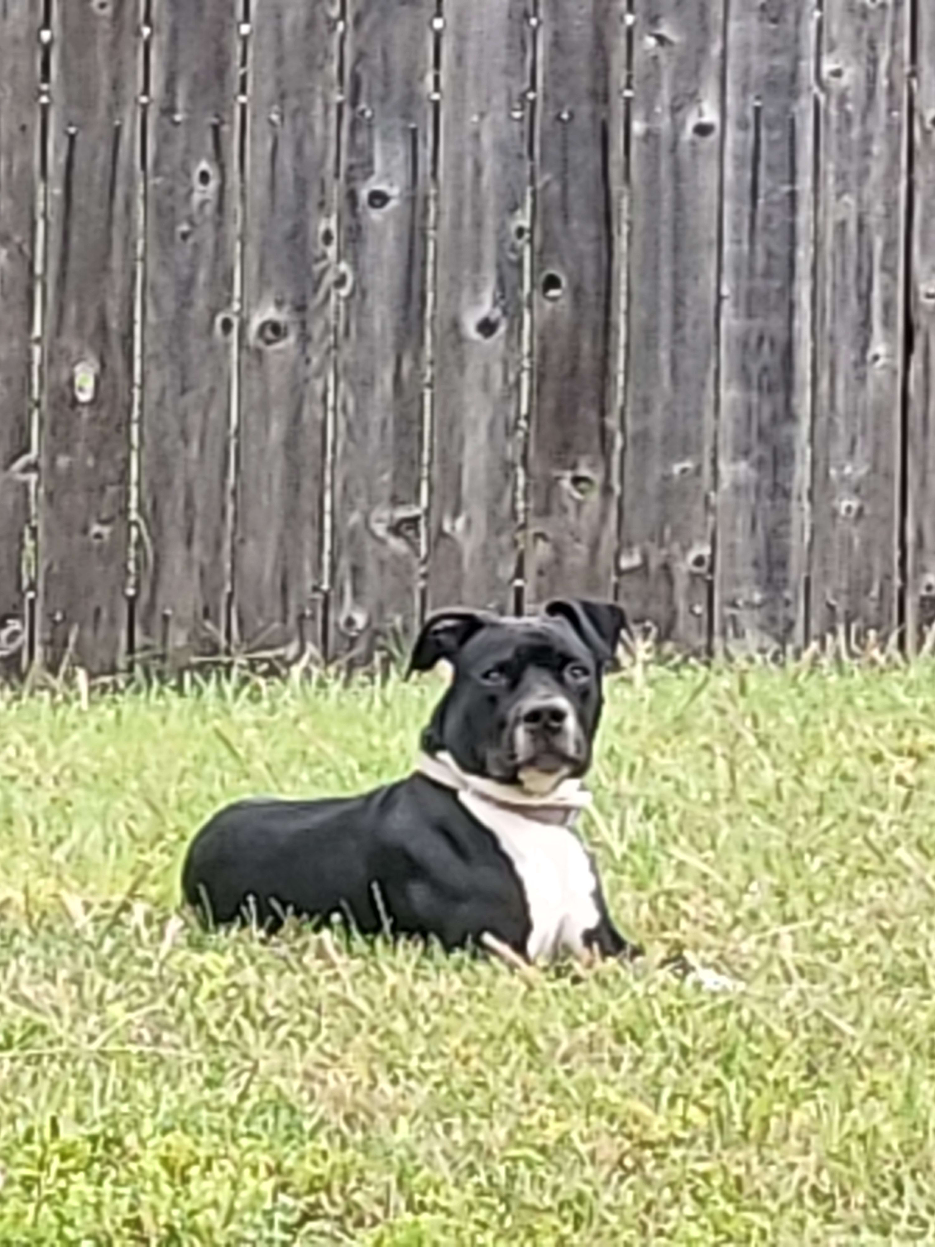Oreo Oreo