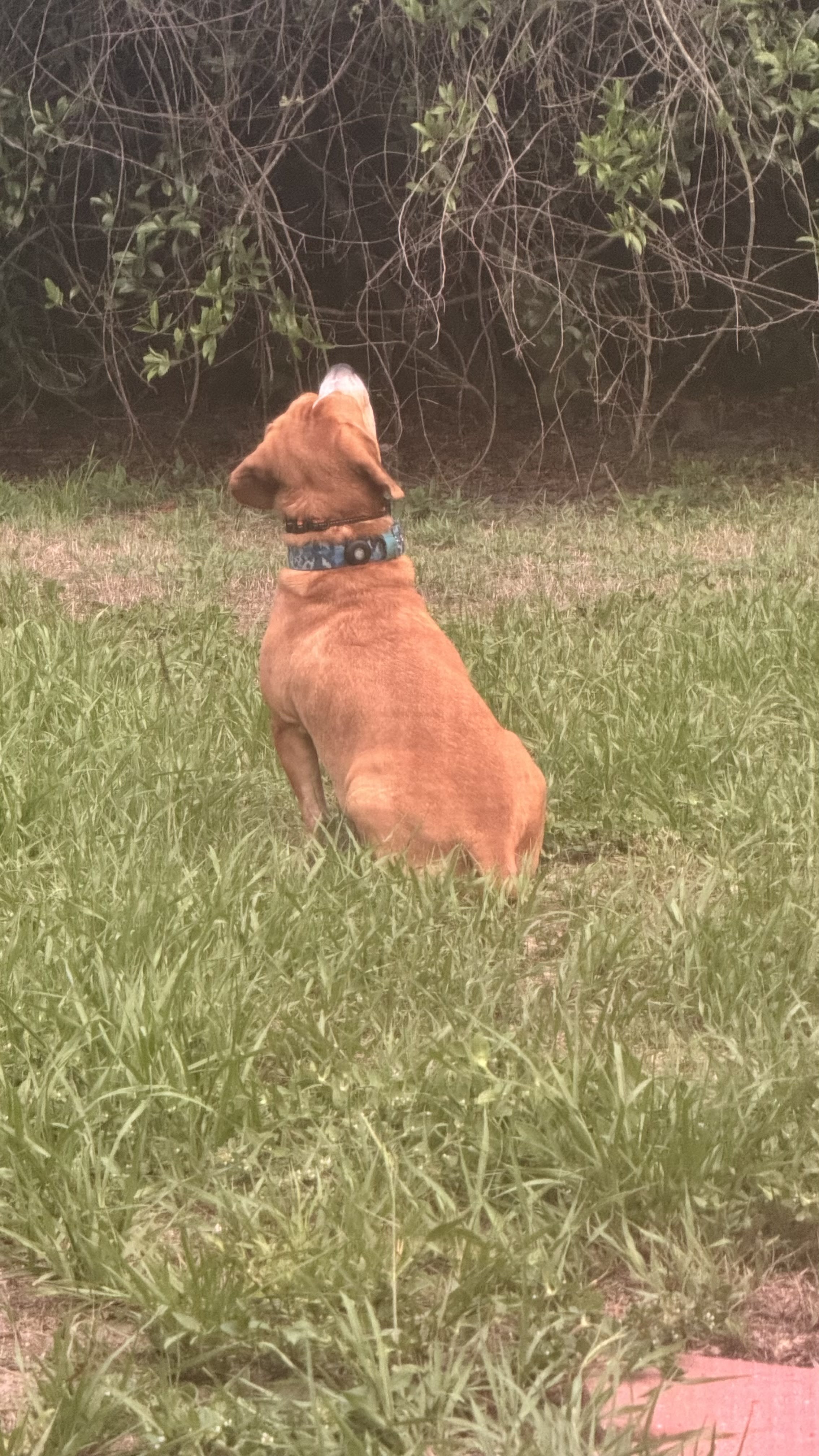 Cooper