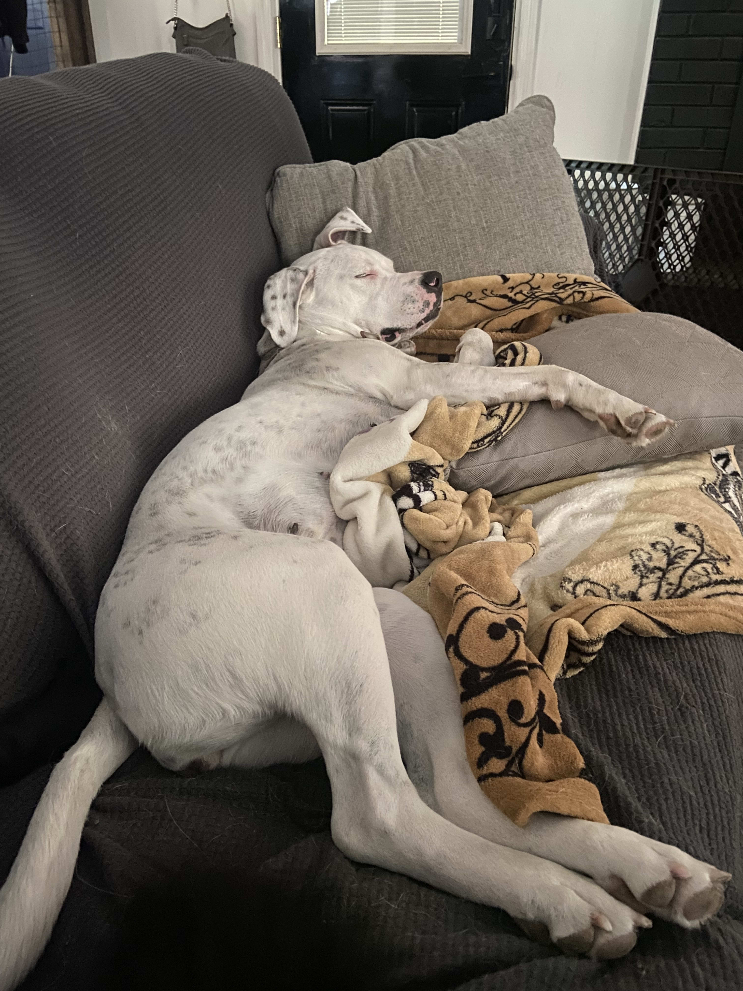 Marley