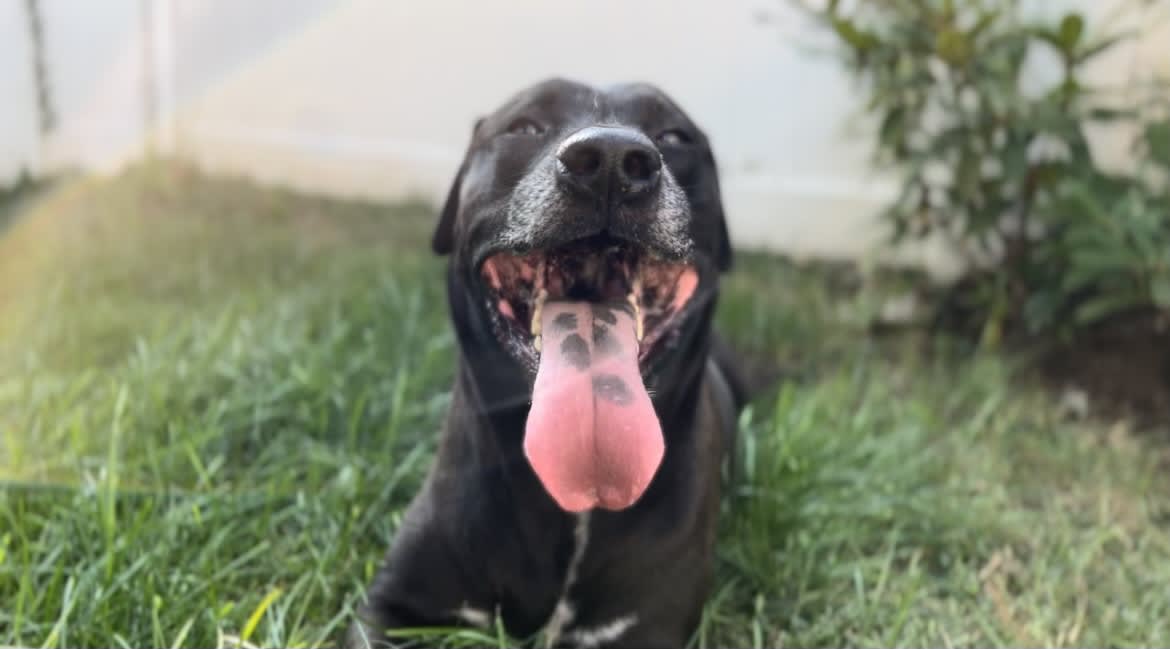 Maya
