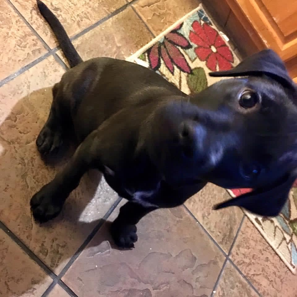 Maya
