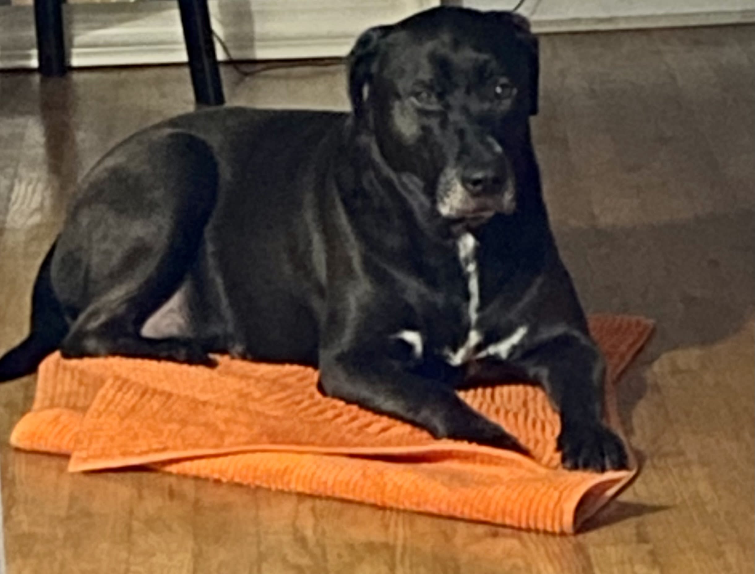Maya