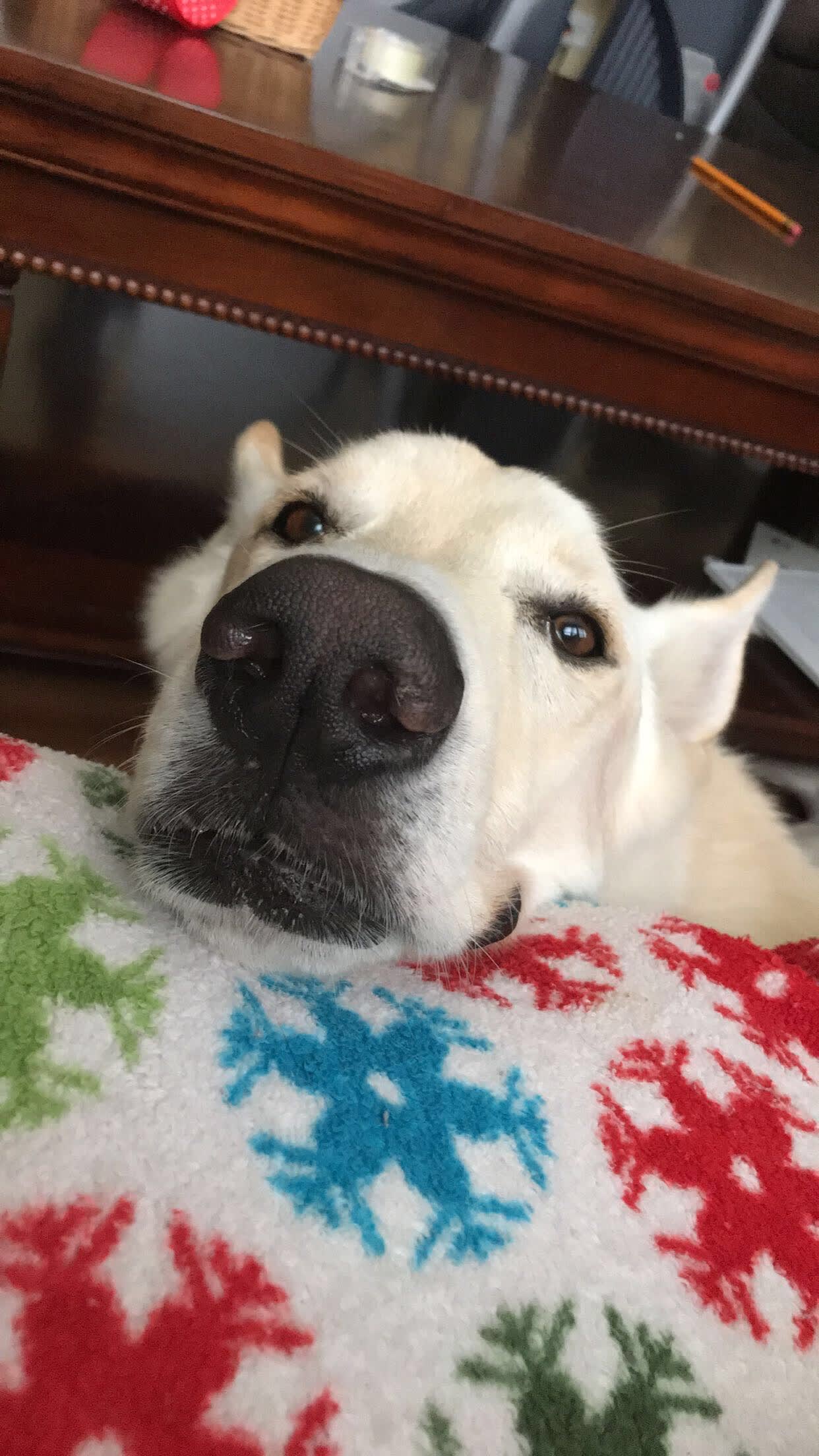 Bolt
