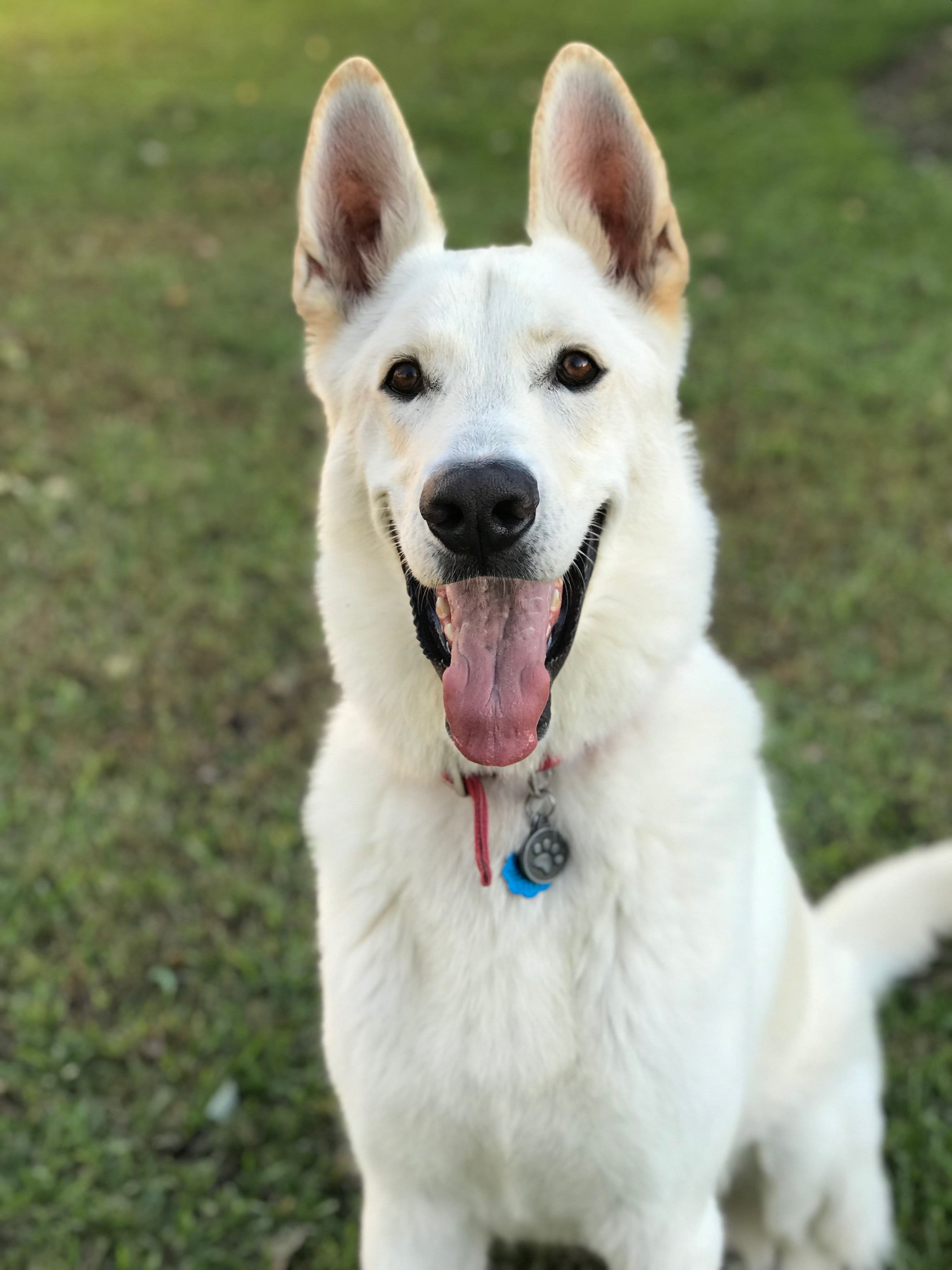 Bolt