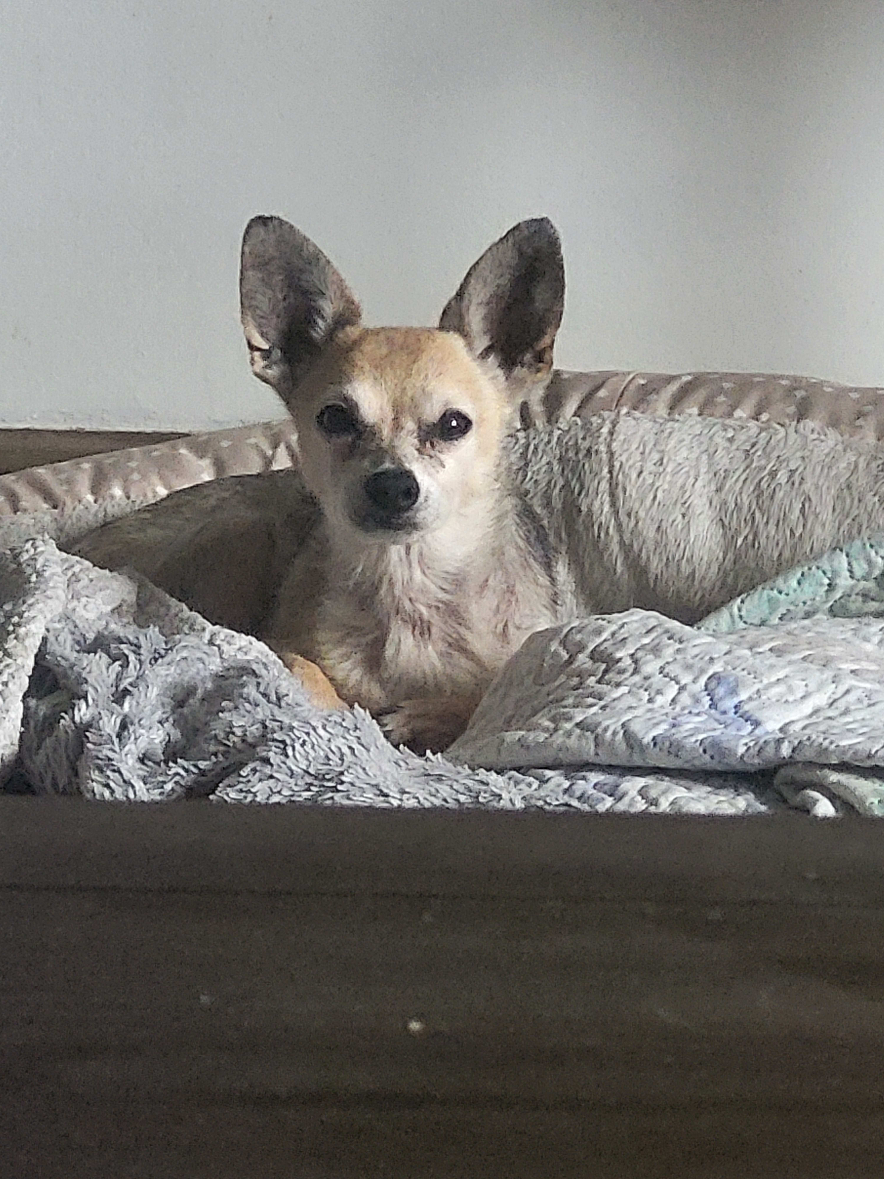 Peanut