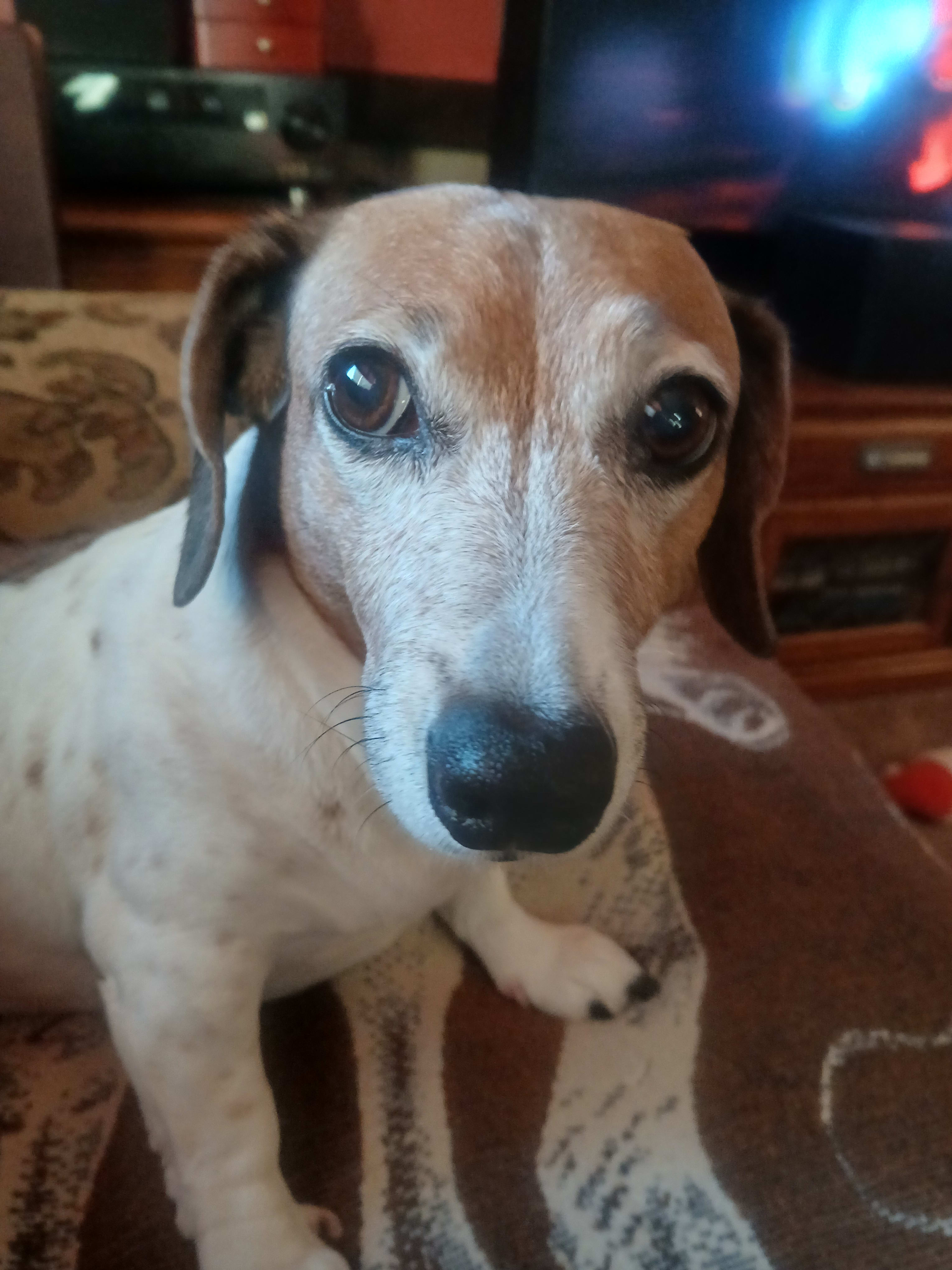 Dolly