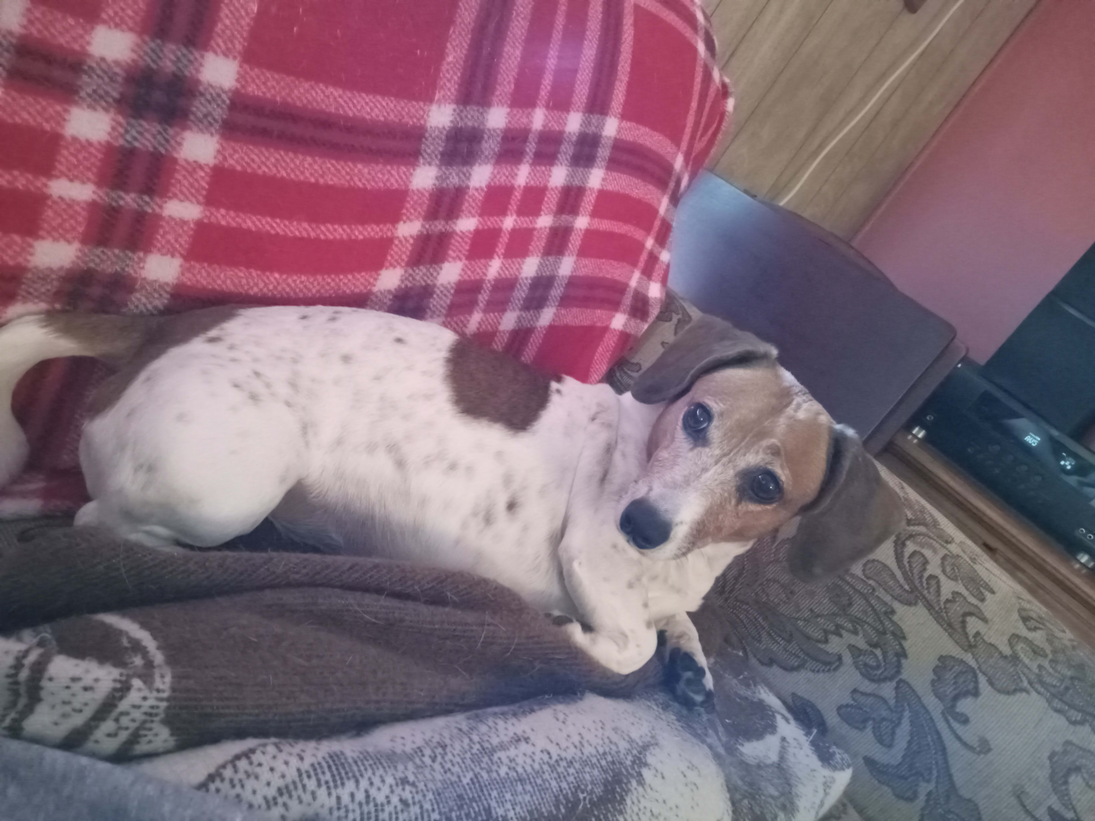 Dolly