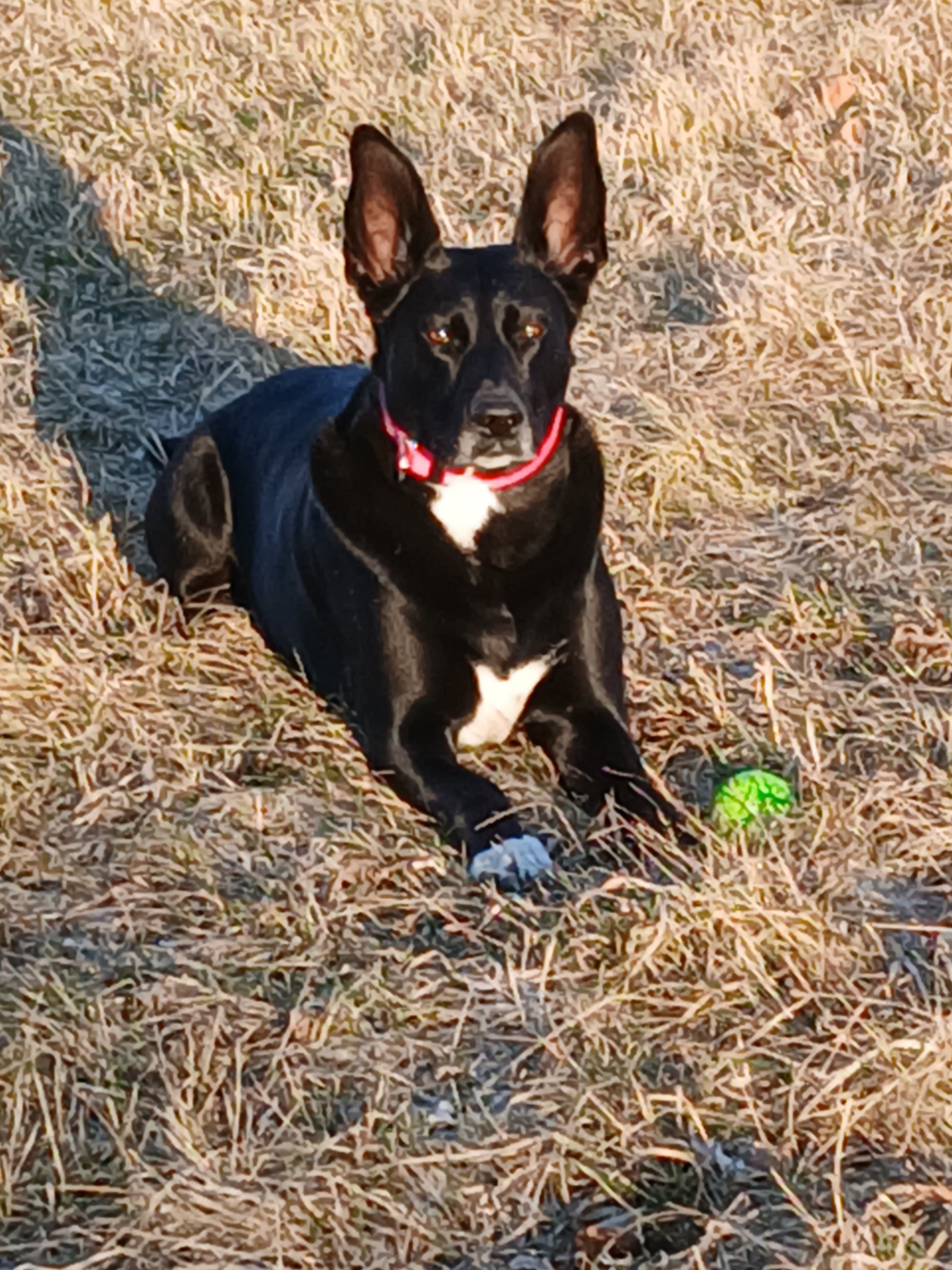 Dakota