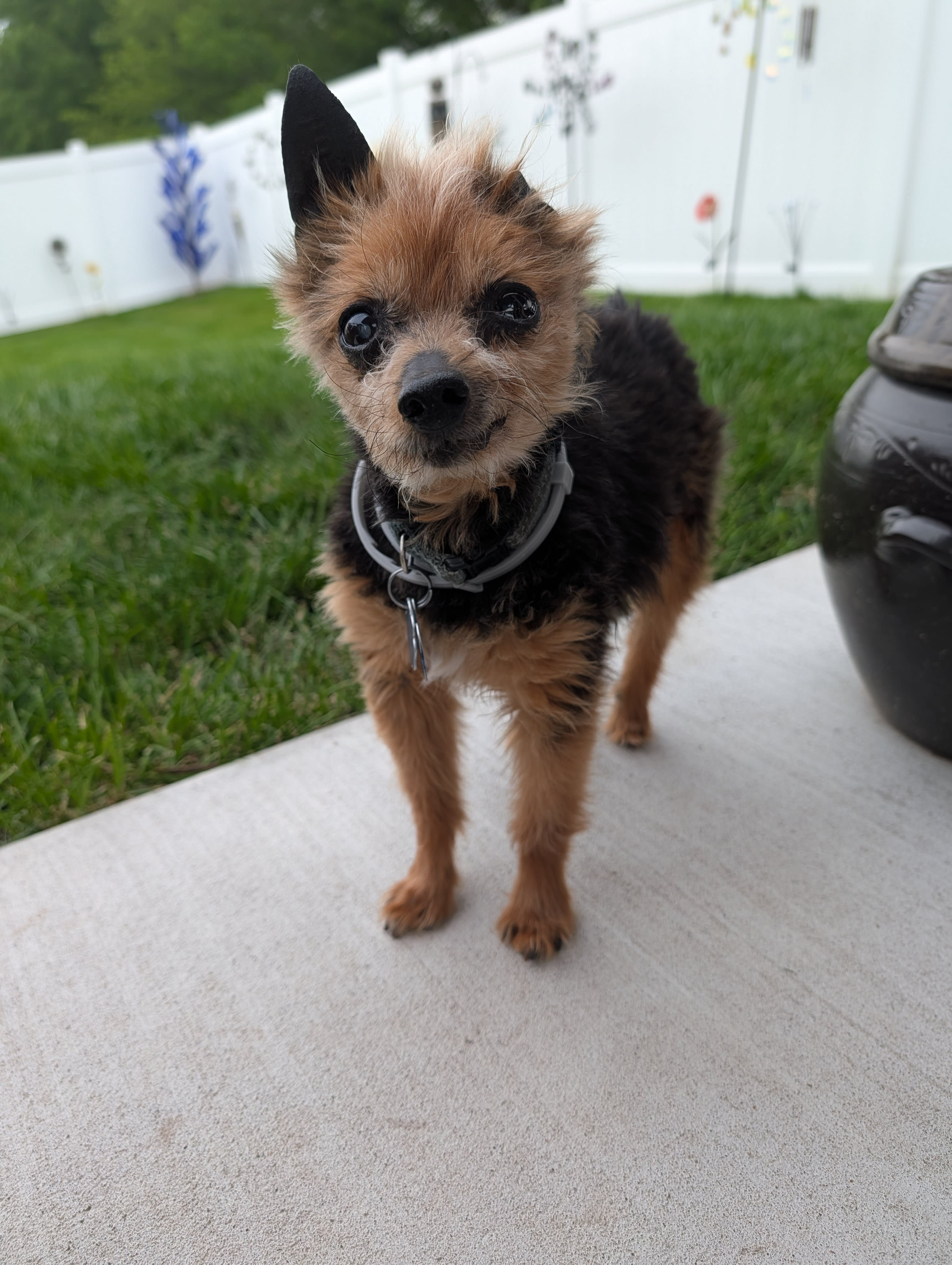 Archie Archie