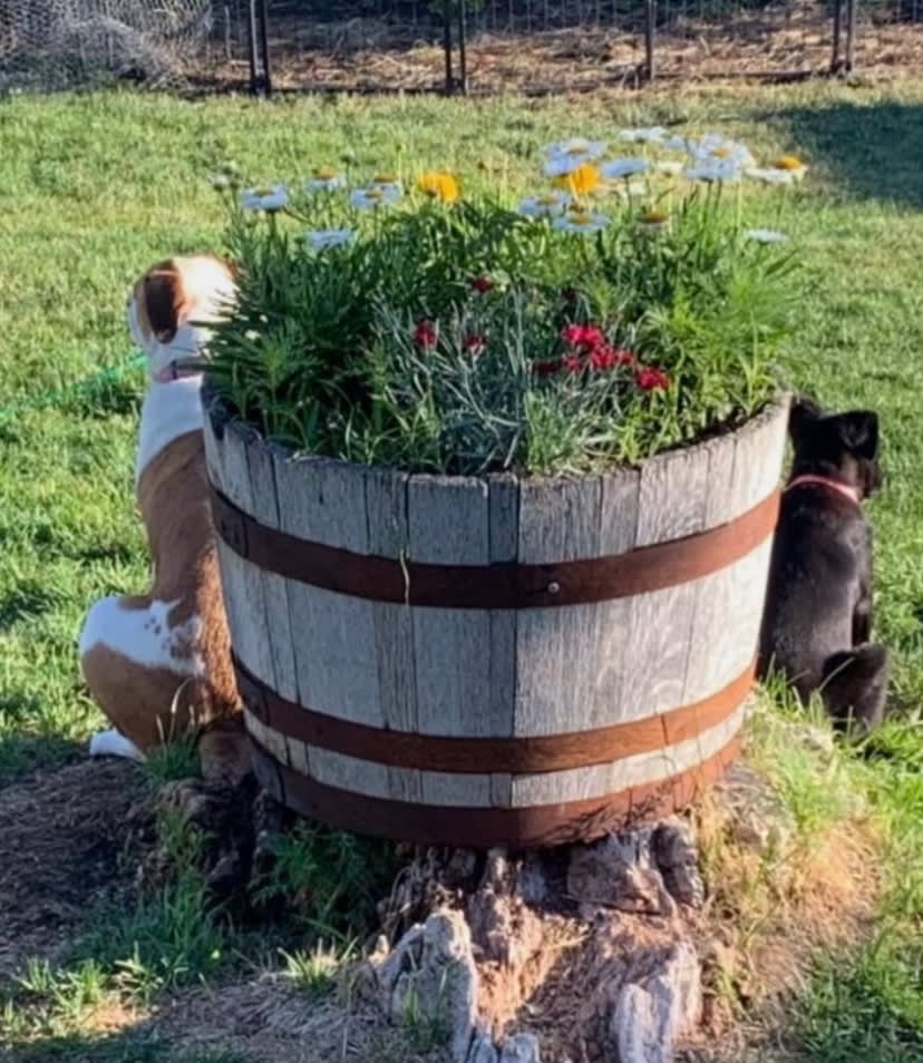 Penny and Daisy