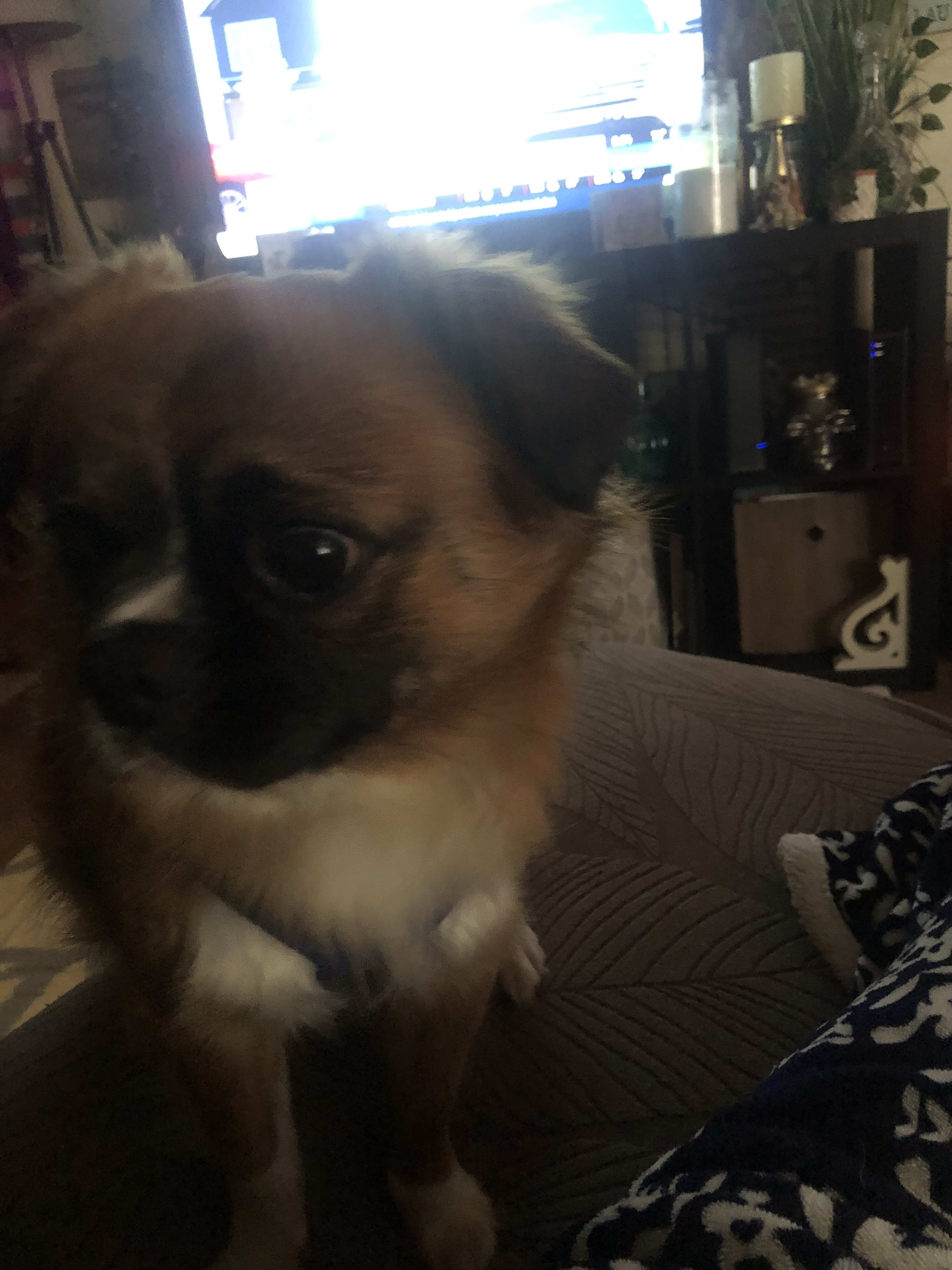 This is my lil love bug Jesse James he gets all my love and hugs