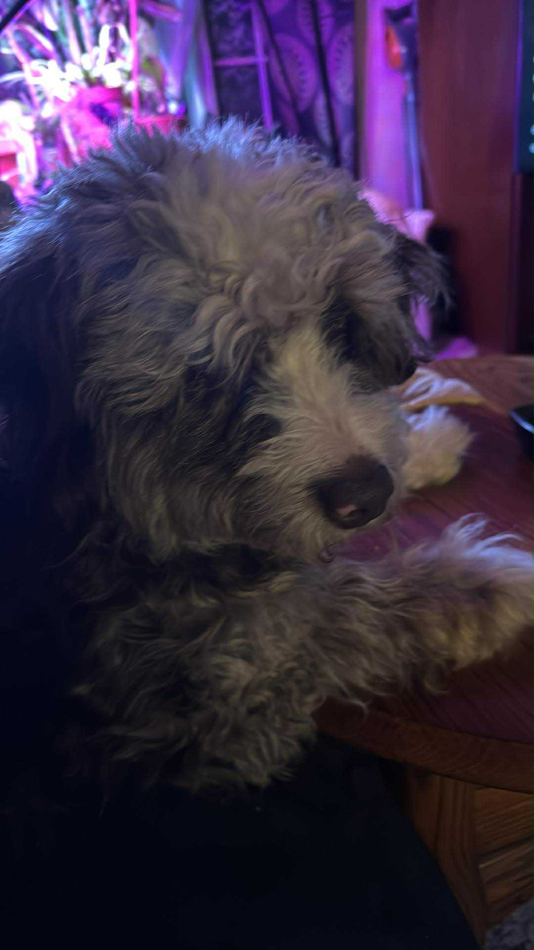 Freyja