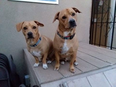 Buster and Jax