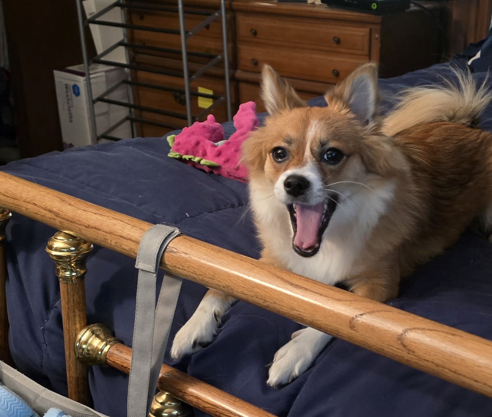 Foxy