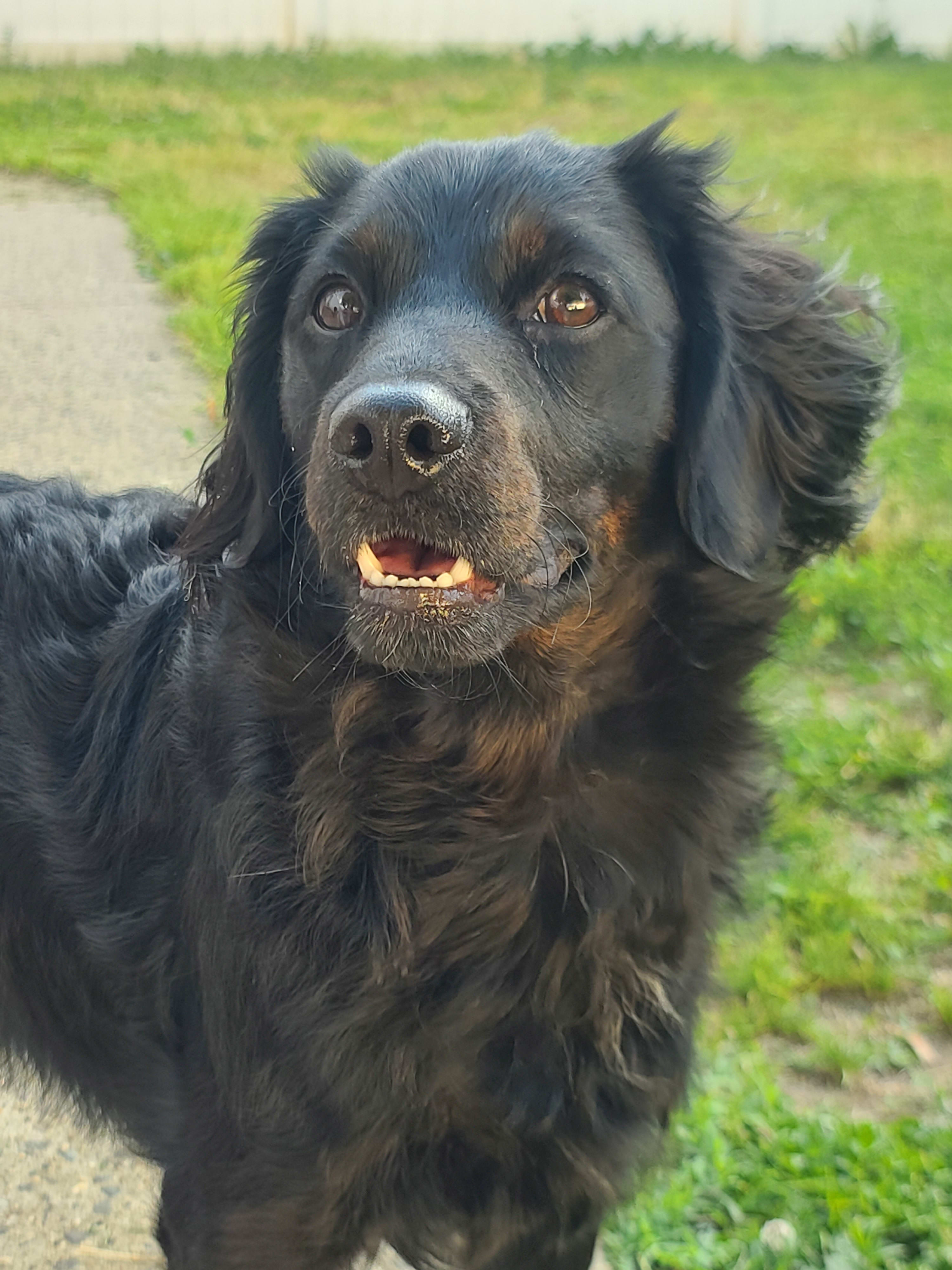 Tuzik